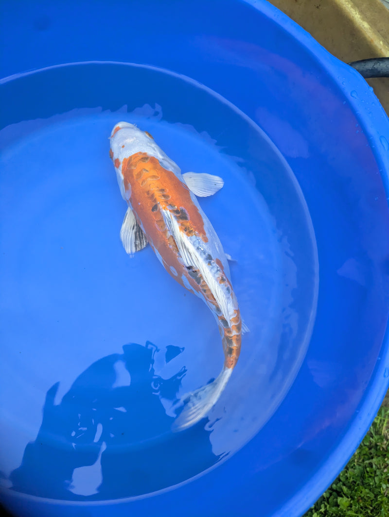 Sold Koi Fish