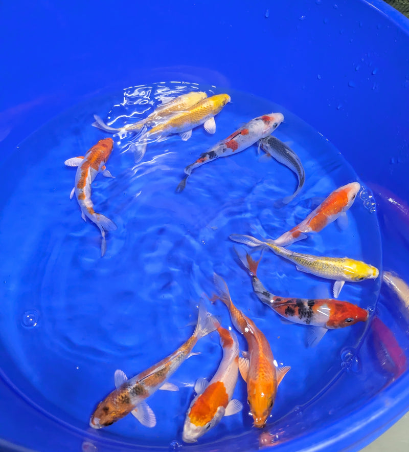 Imported Koi Fish