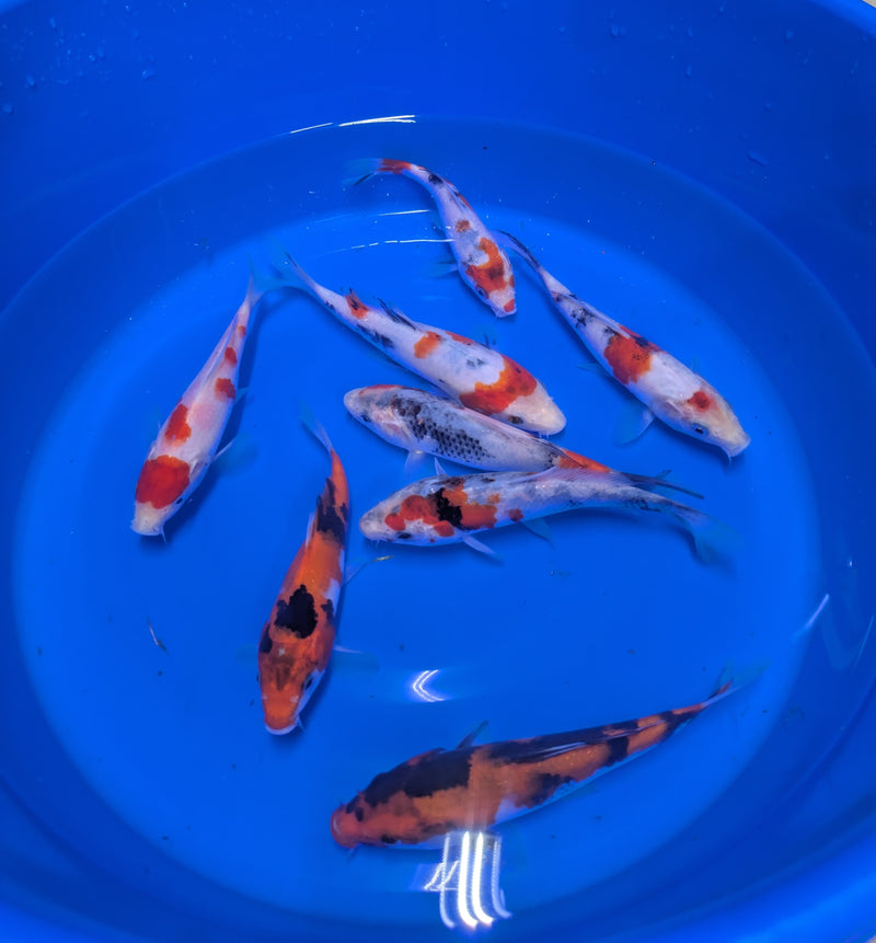 Domestic Koi Fish