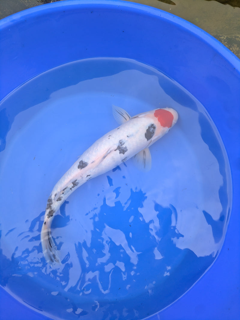 Large Koi fish