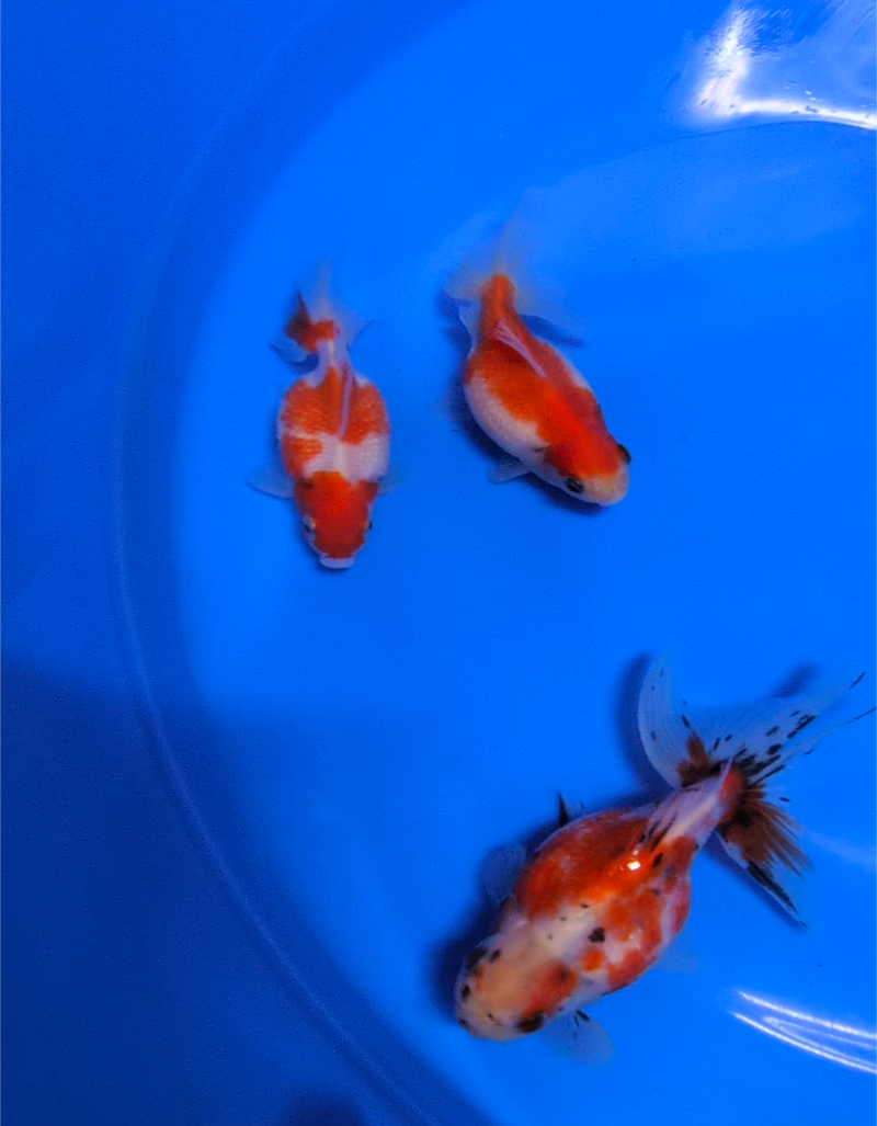 Goldfish