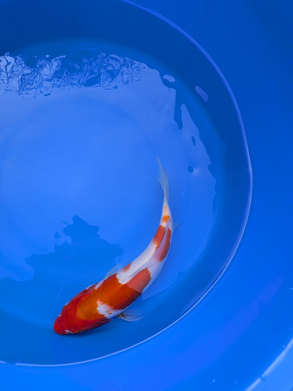 10" Premium Kohaku Koi Fish