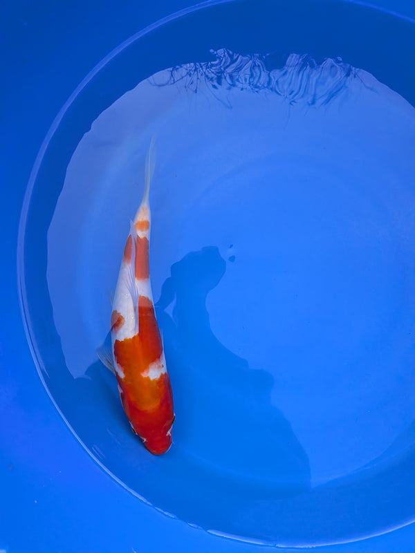 10" Premium Kohaku Koi Fish