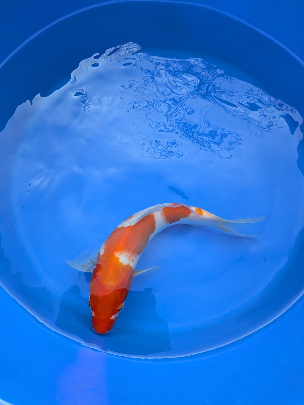 10" Premium Kohaku Koi Fish