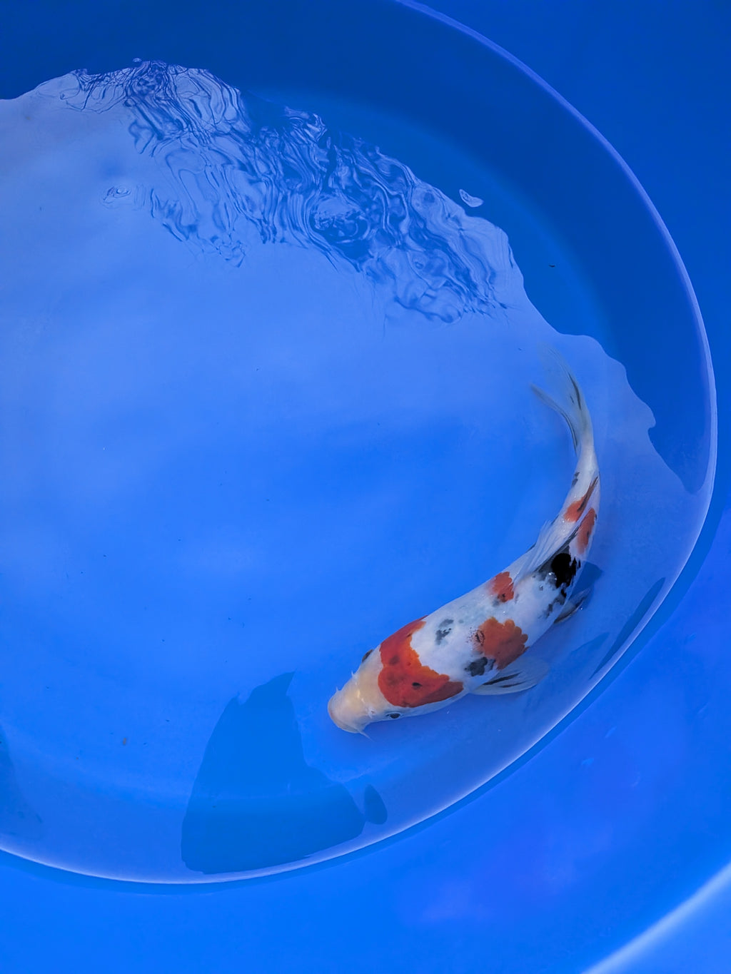 8-10" High Quality Sanke Koi Fish