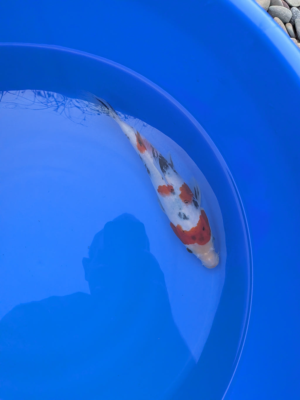 8-10" High Quality Sanke Koi Fish
