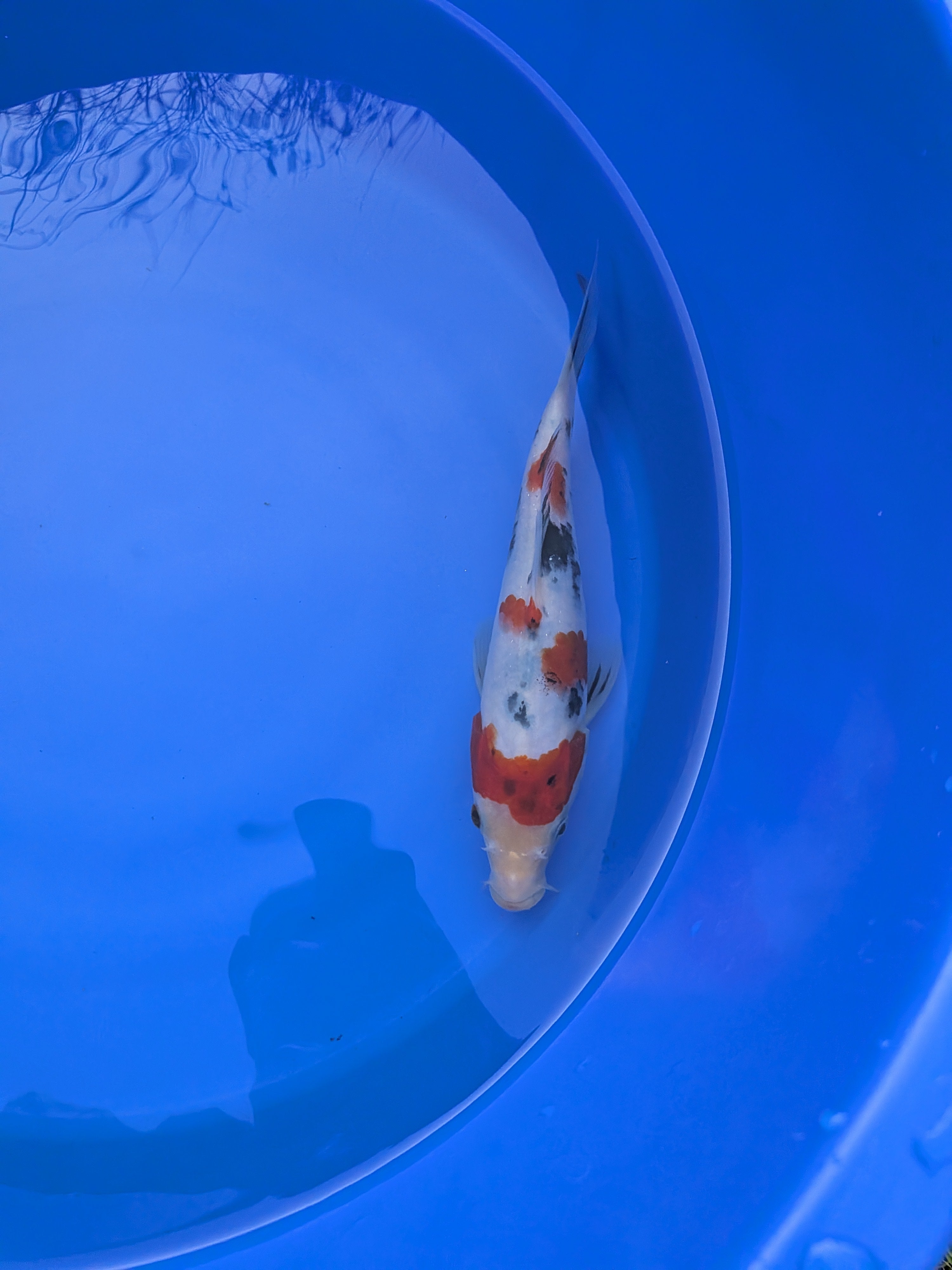 8-10" High Quality Sanke Koi Fish