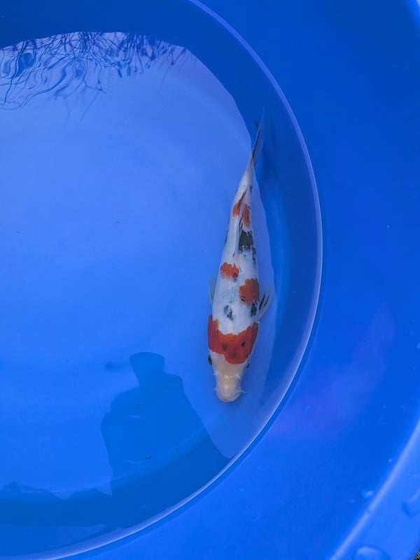 8-10" High Quality Sanke Koi Fish