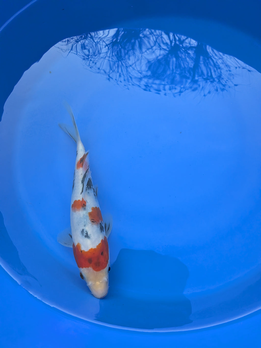 8-10" High Quality Sanke Koi Fish