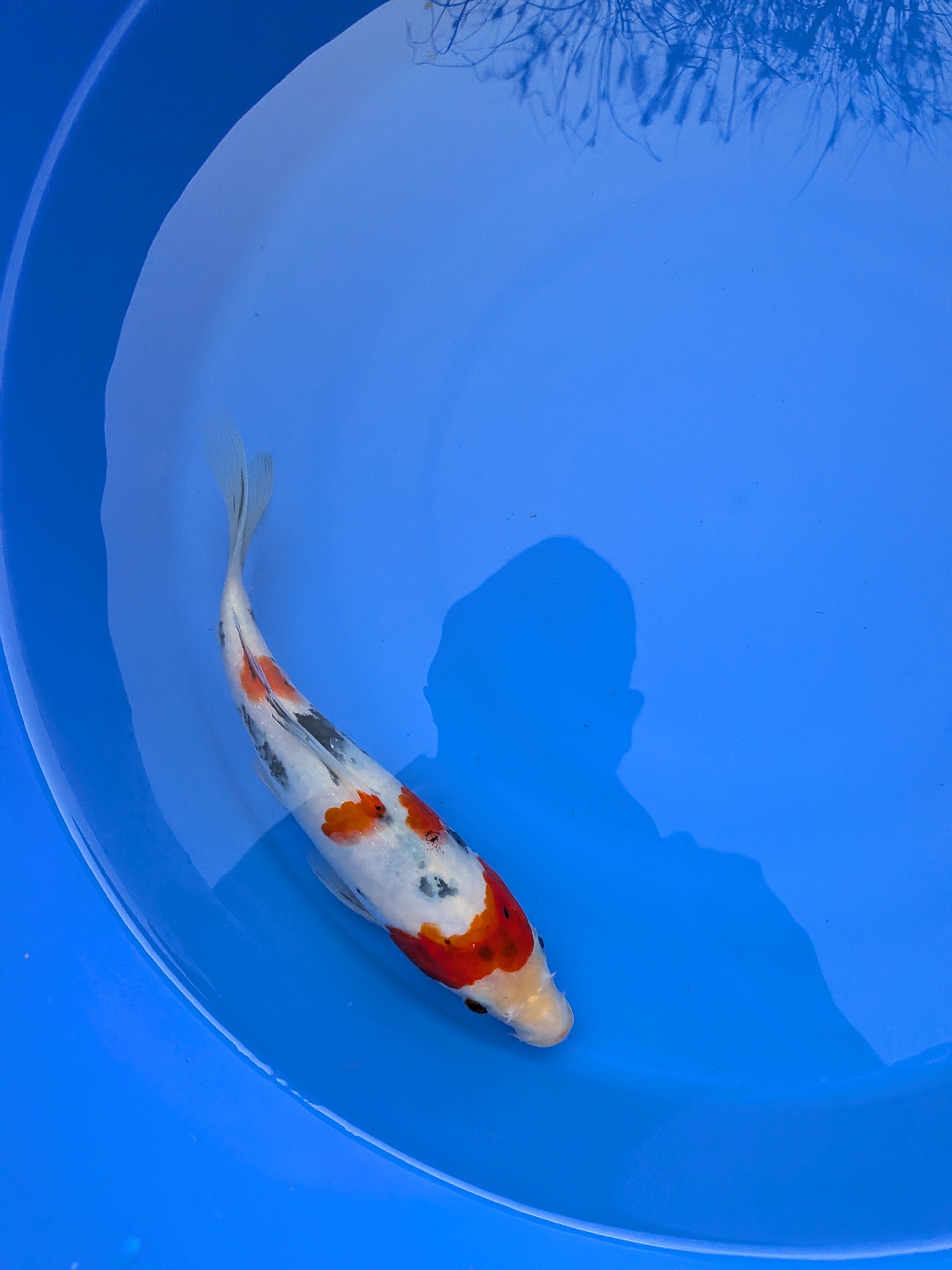 8-10" High Quality Sanke Koi Fish