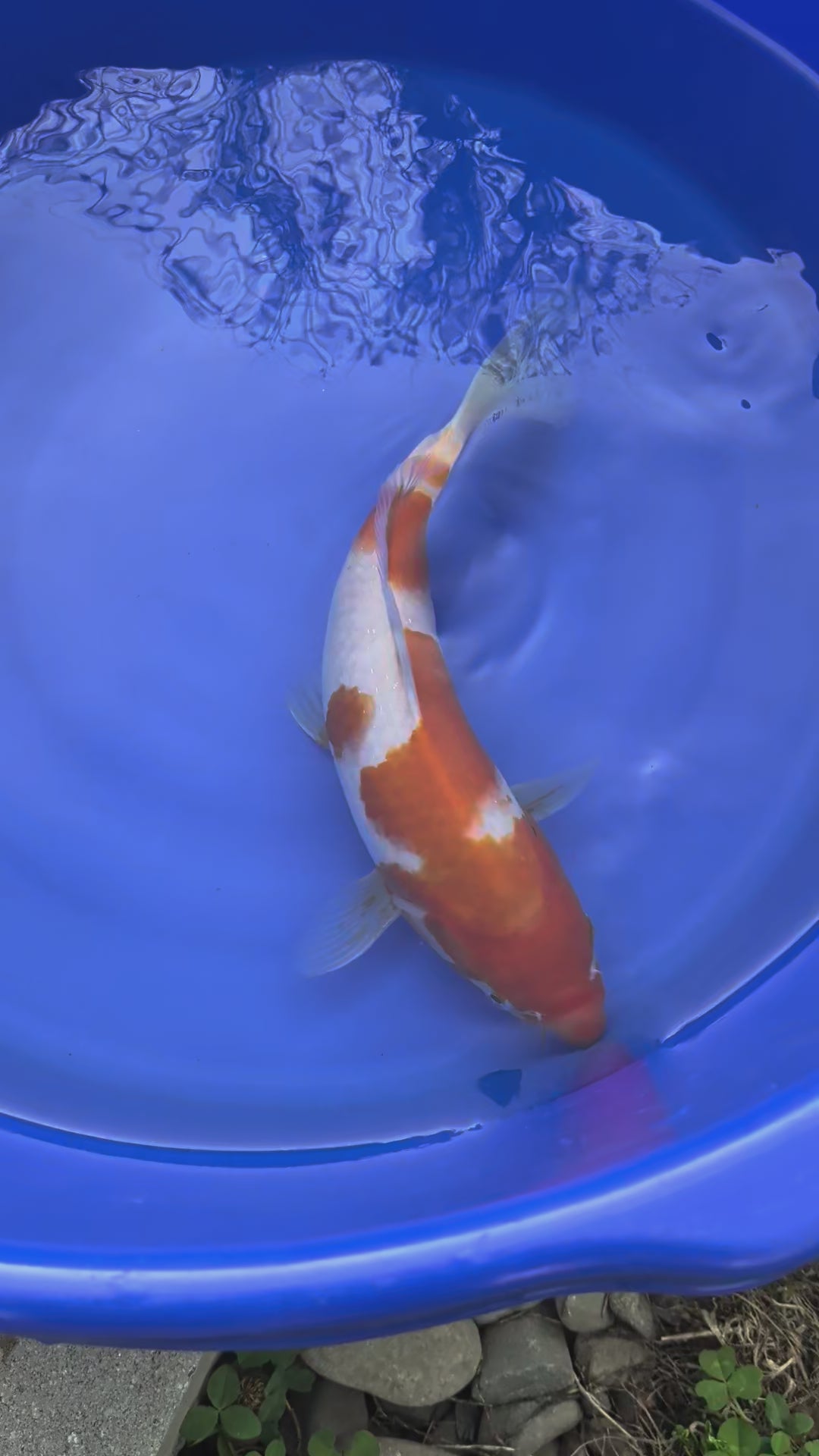 10" Premium Kohaku Koi Fish