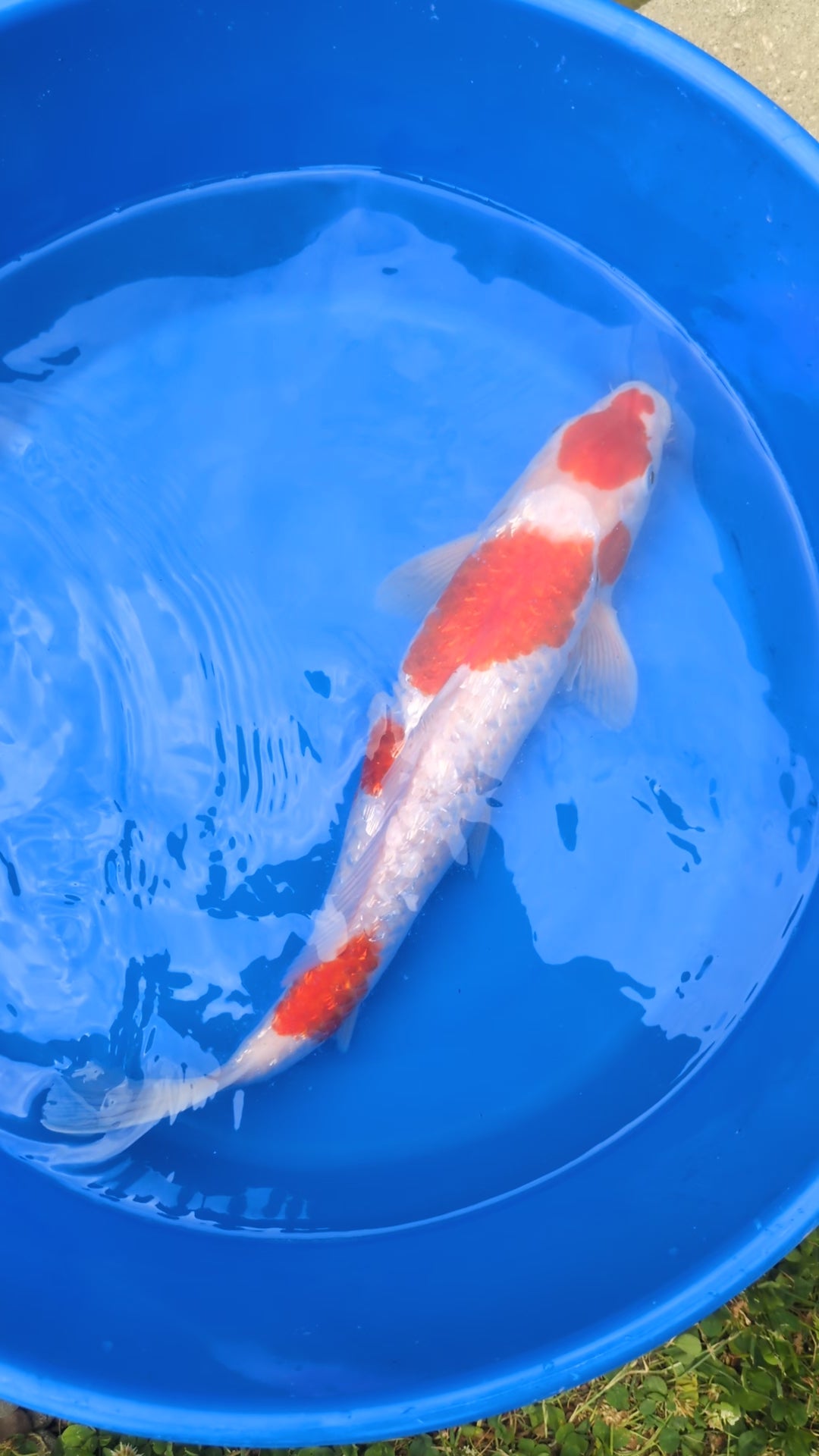 16-18" Imported Ginrin Kohaku Koi Fish