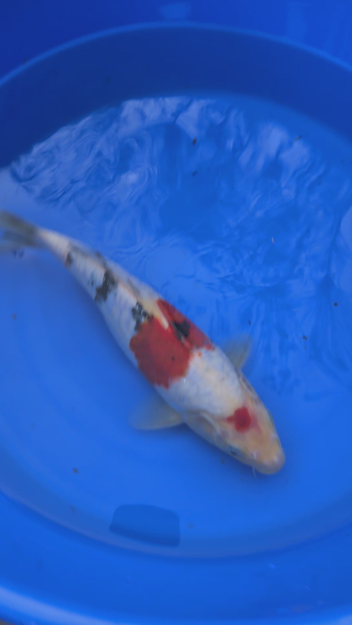 11" High Quality American Doitsui Sanke Koi Fish