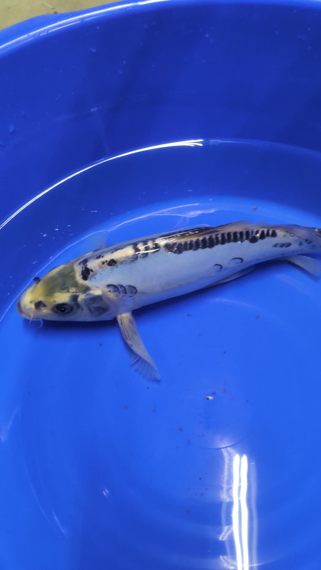 12" Shusui Semi Longfin Cross Koi Fish