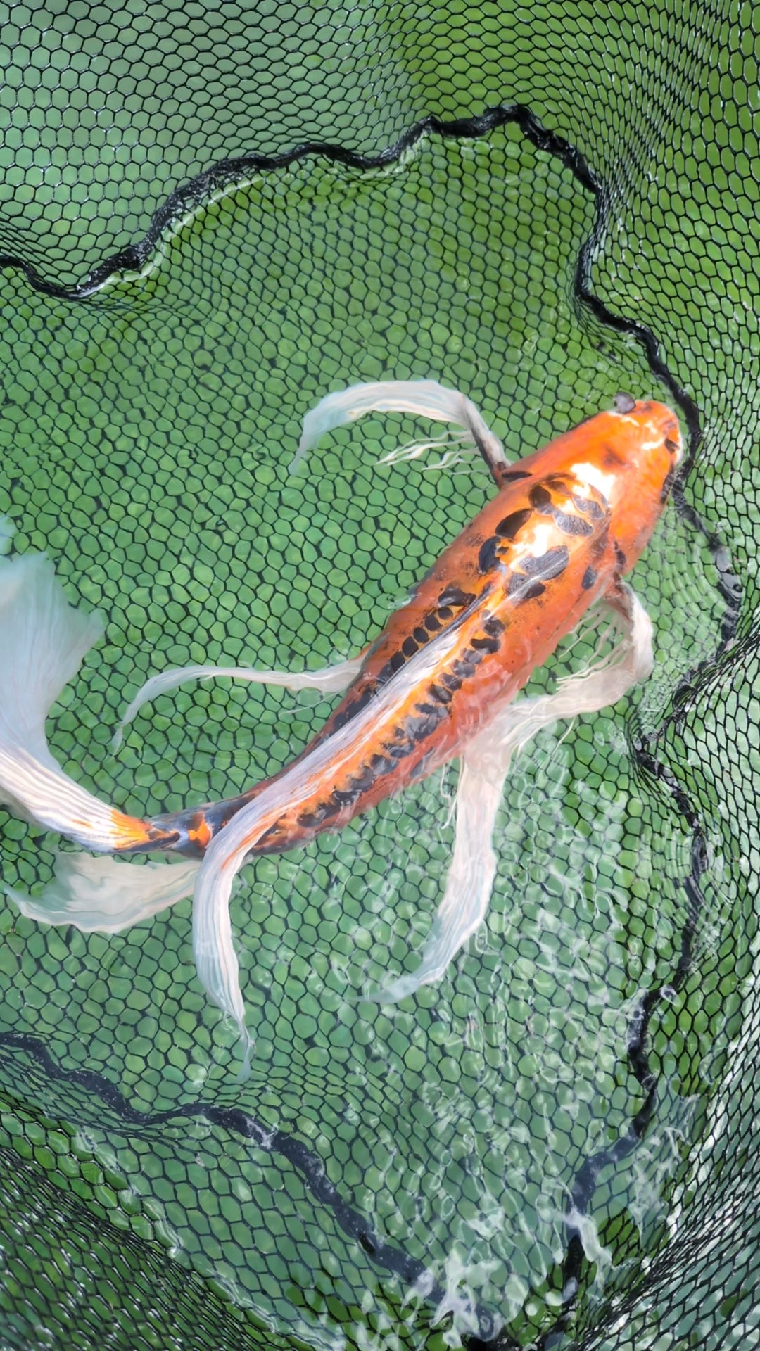24" Jumbo Butterfly Koi Fish