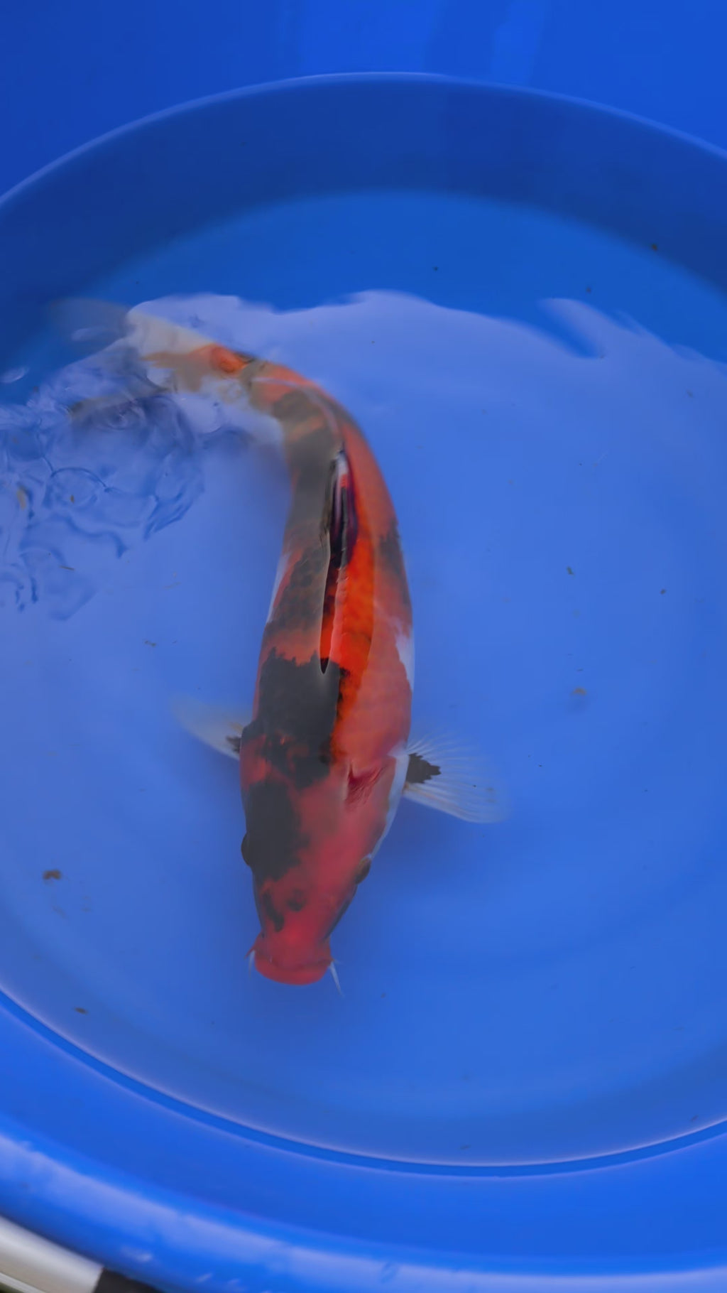 11" American Showa Koi Fish
