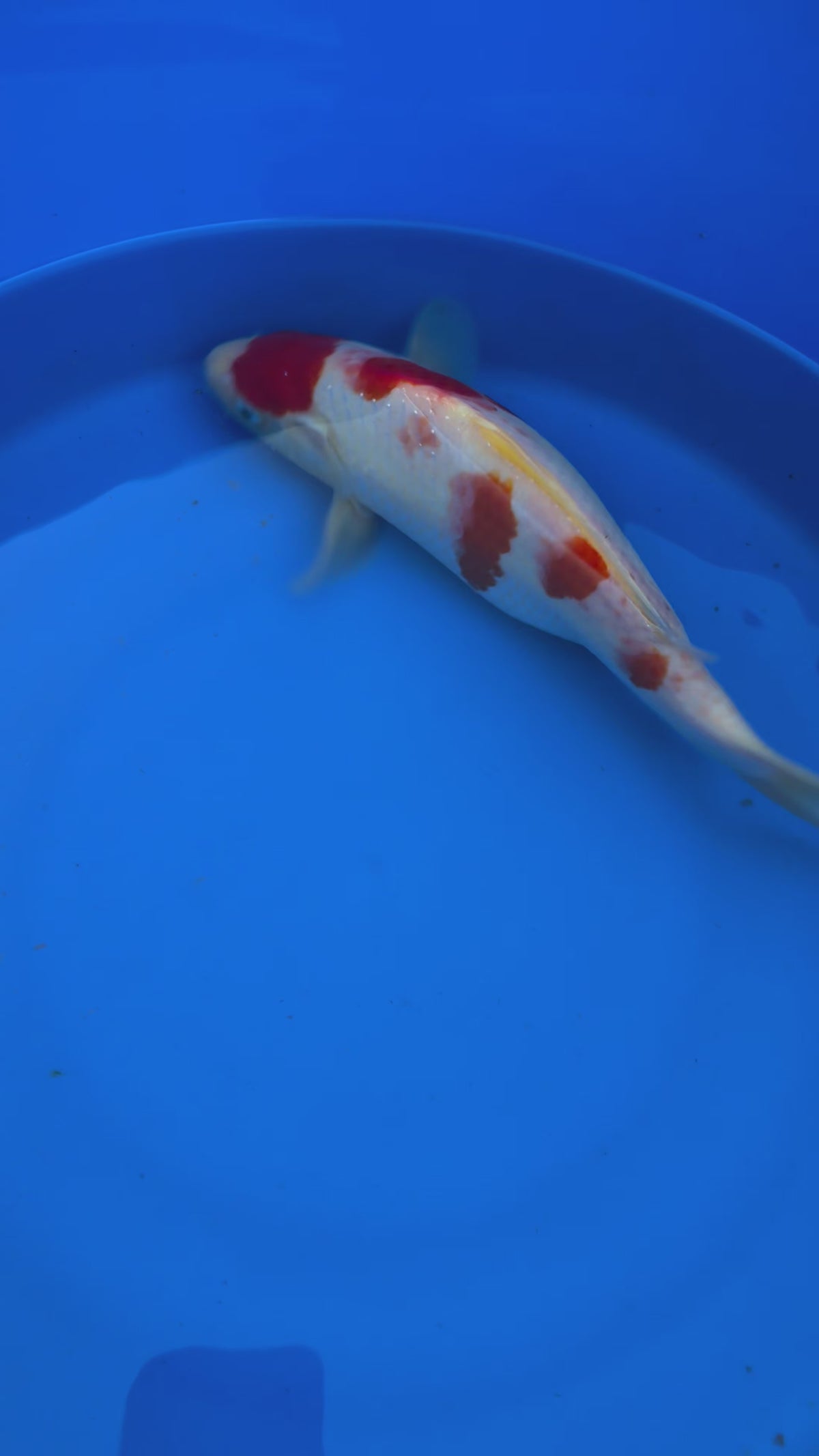 10-12" High Quality American Kohaku Koi Fish