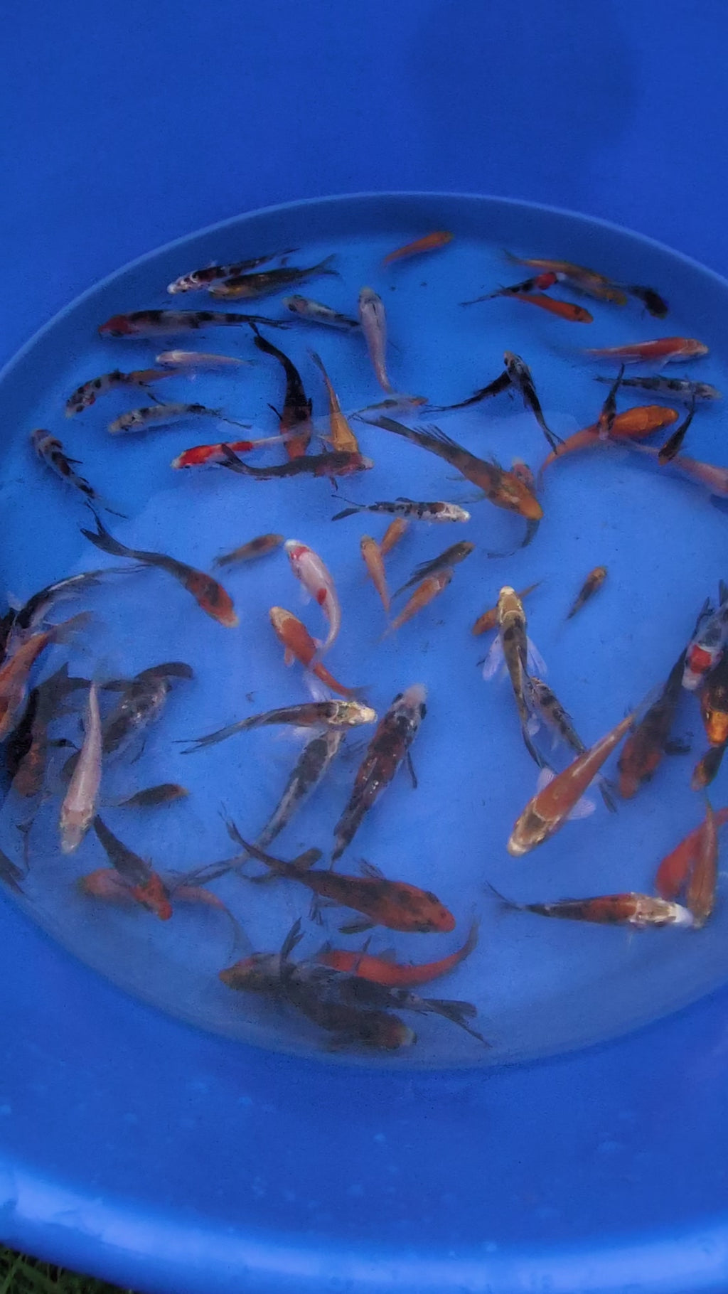 2"-3" Beginner Grade Koi Fish