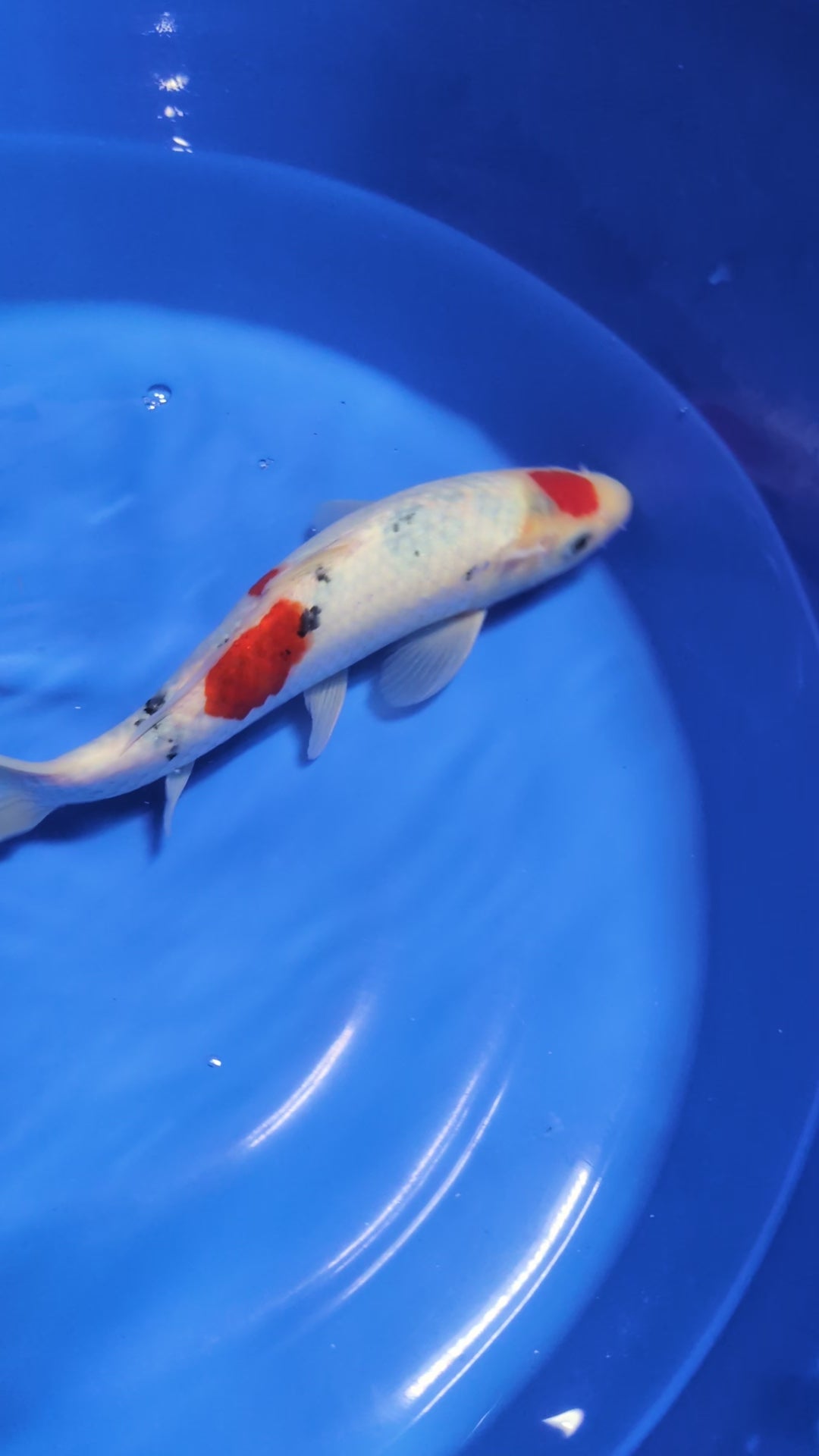 10" Premium Tancho Sanke Koi fish