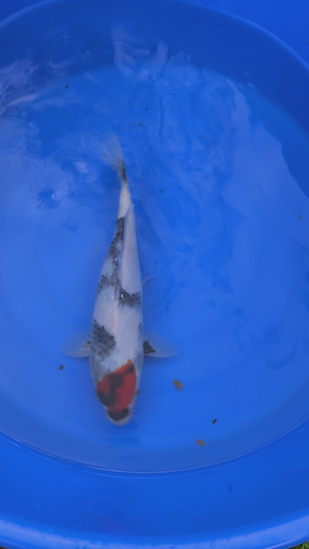 9" American Tancho Showa Koi Fish