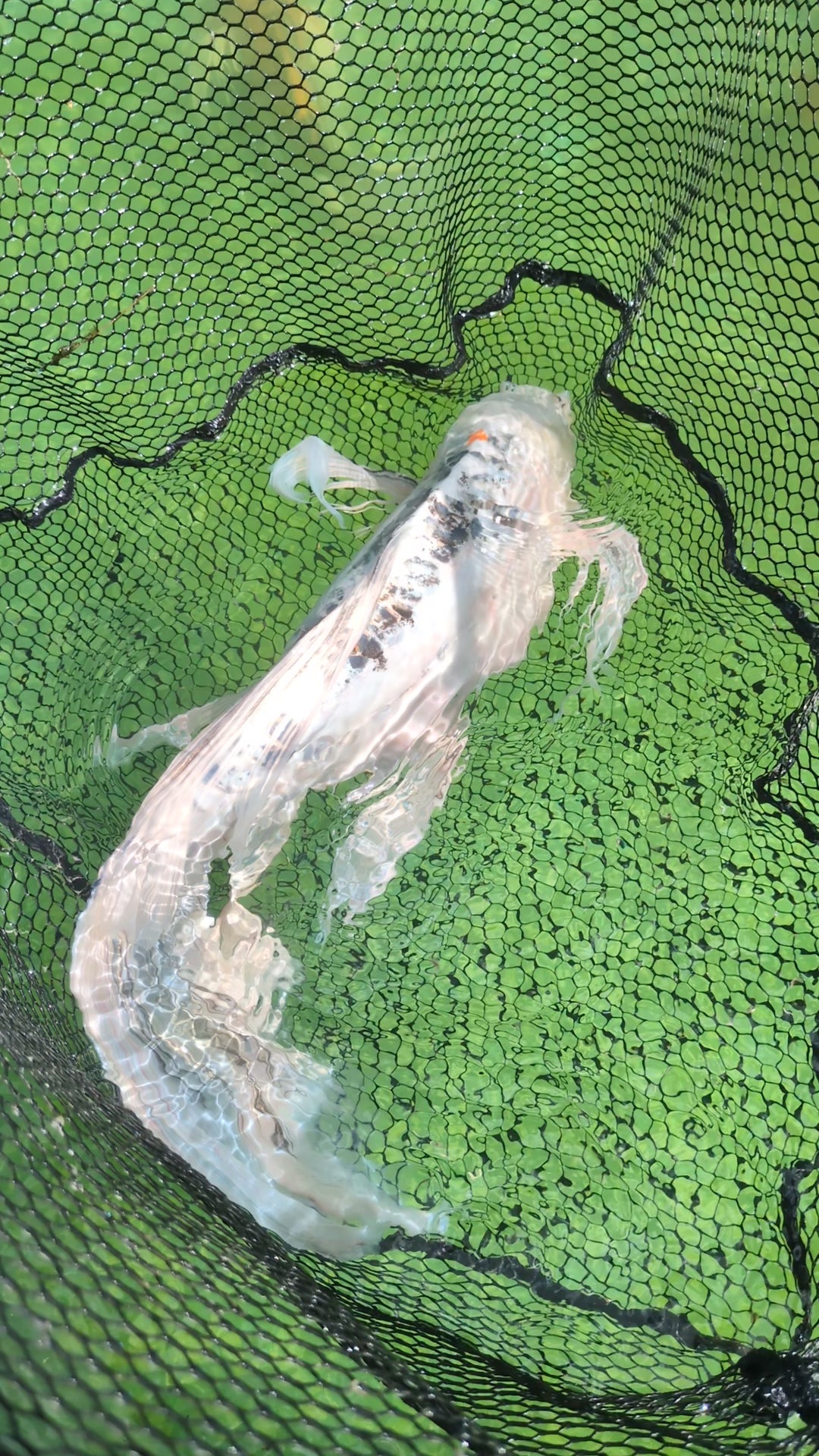 25" Jumbo Butterfly Koi Fish