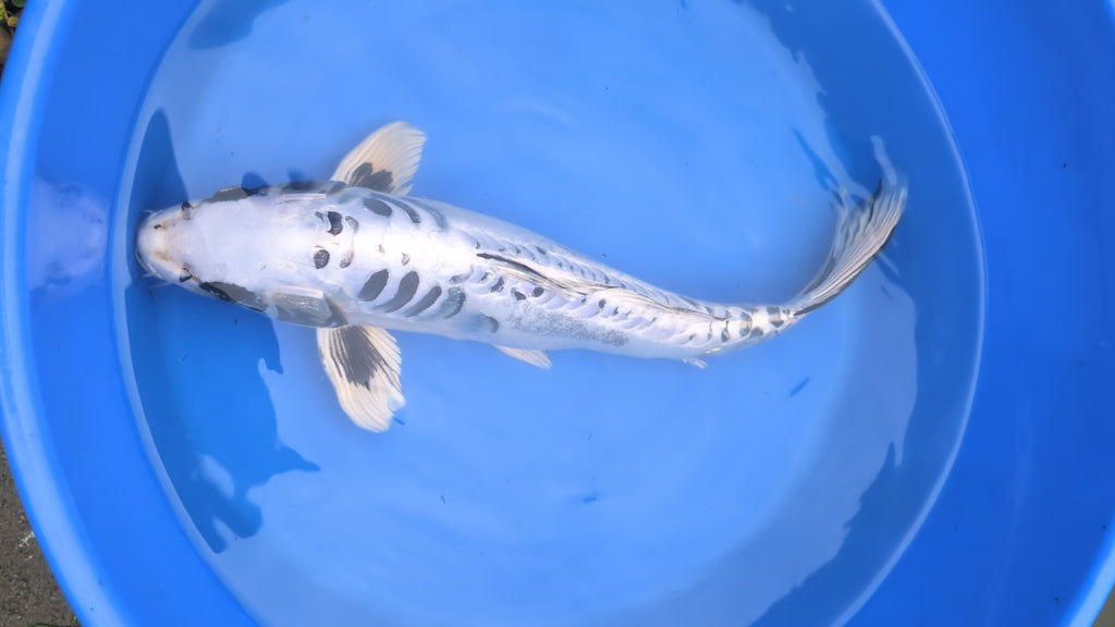 14-16" Imported Koi Fish