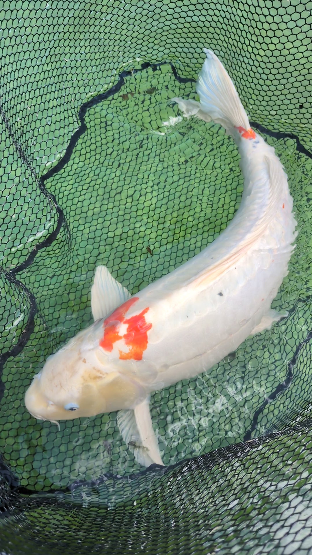 26" Jumbo Koi Fish