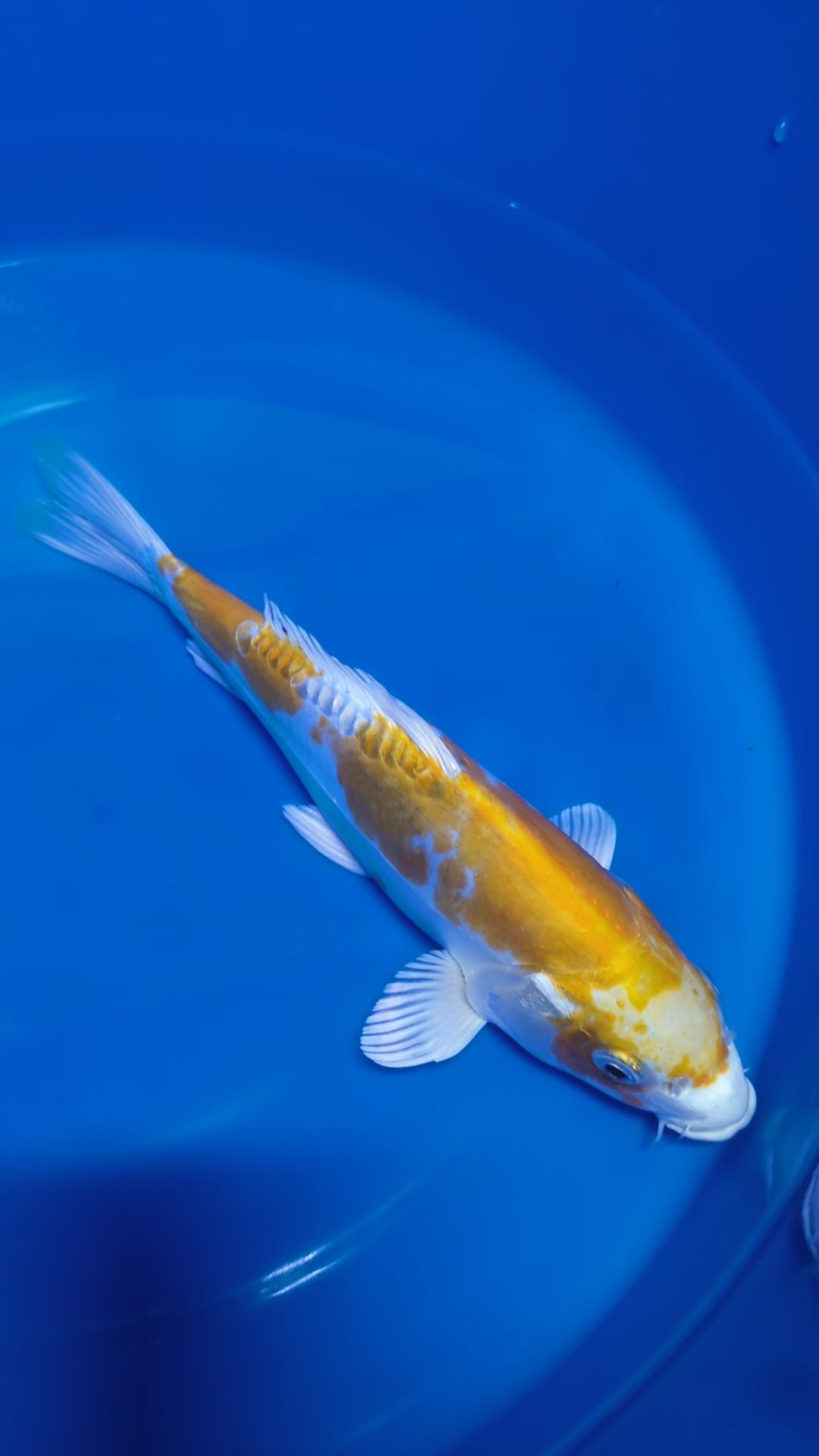 10" Doitsu Lemon Harawake Koi fish
