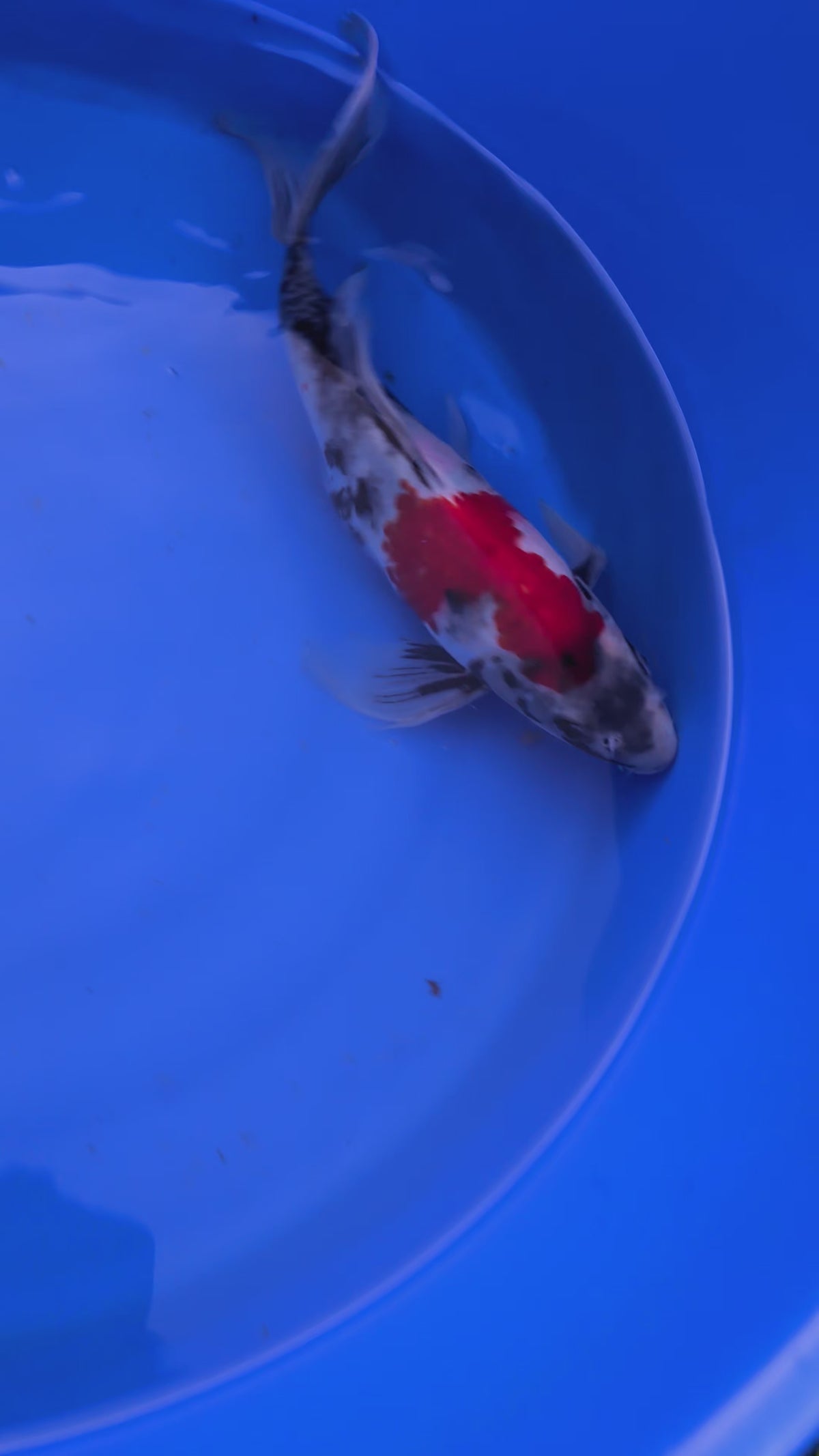 Japanese Imported Butterfly Showa Koi Fish