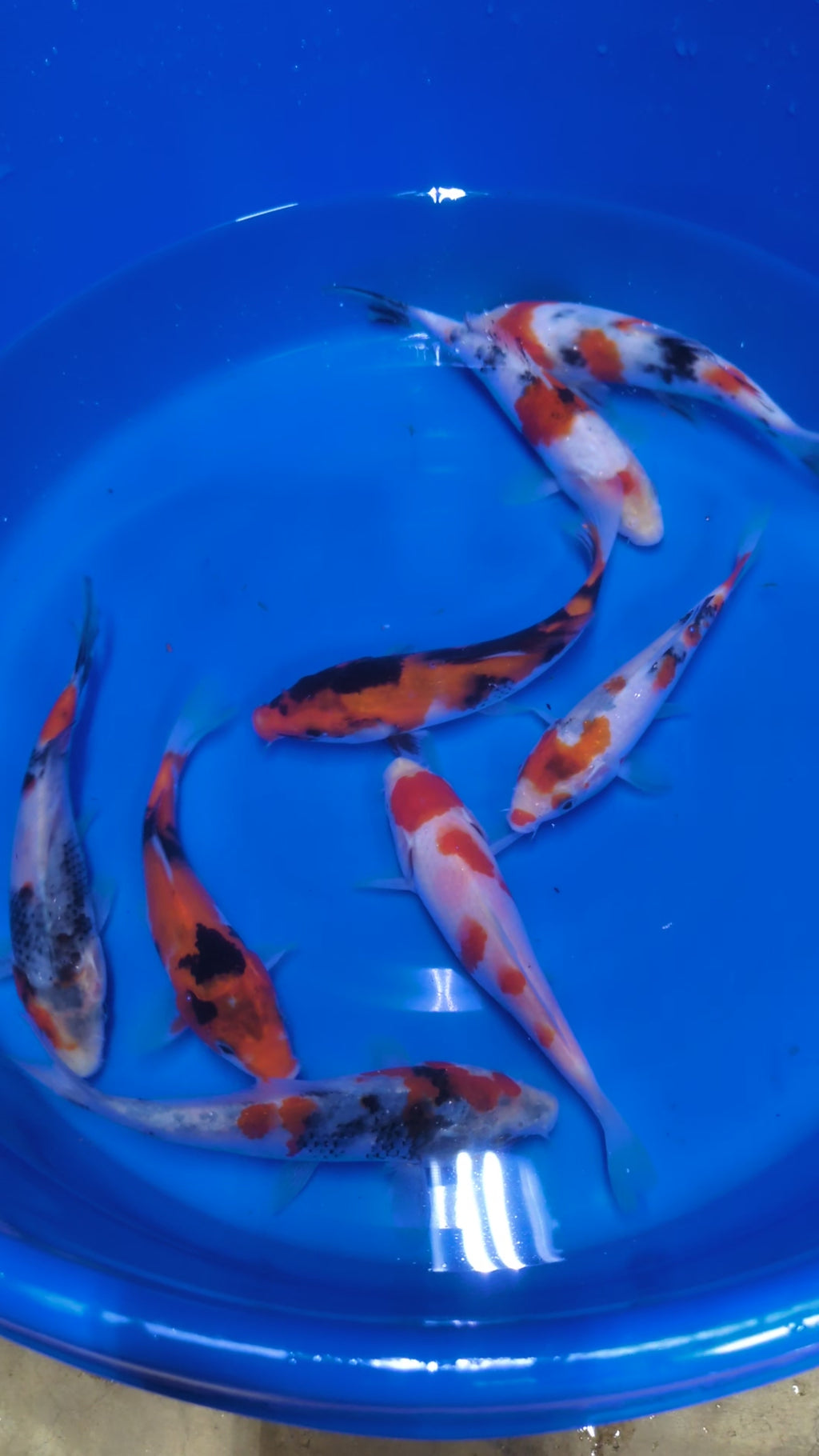 5-6" High Quality Showa and Sanke Koi Fish