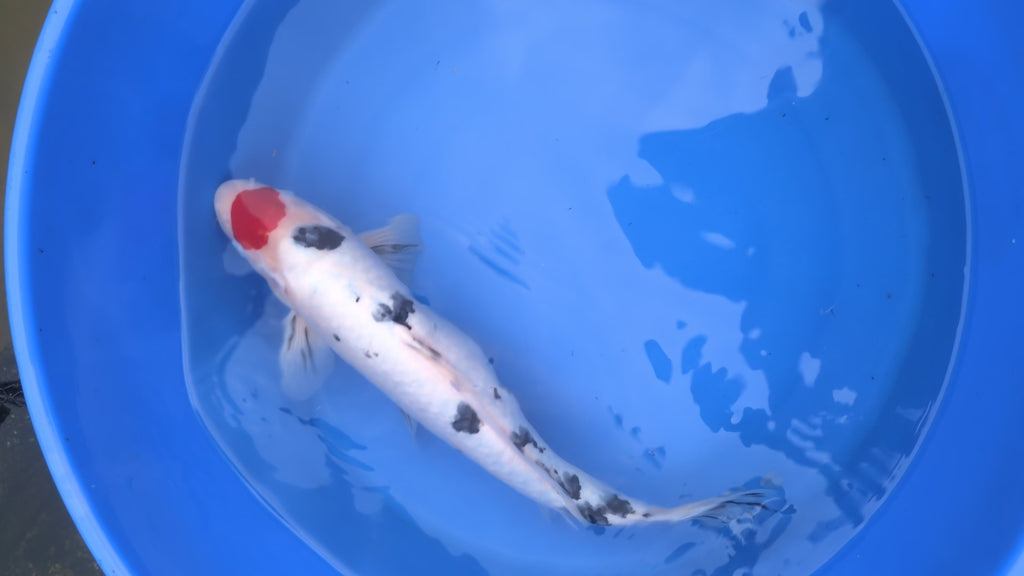 14-16" Imported Tancho Sanke Koi Fish