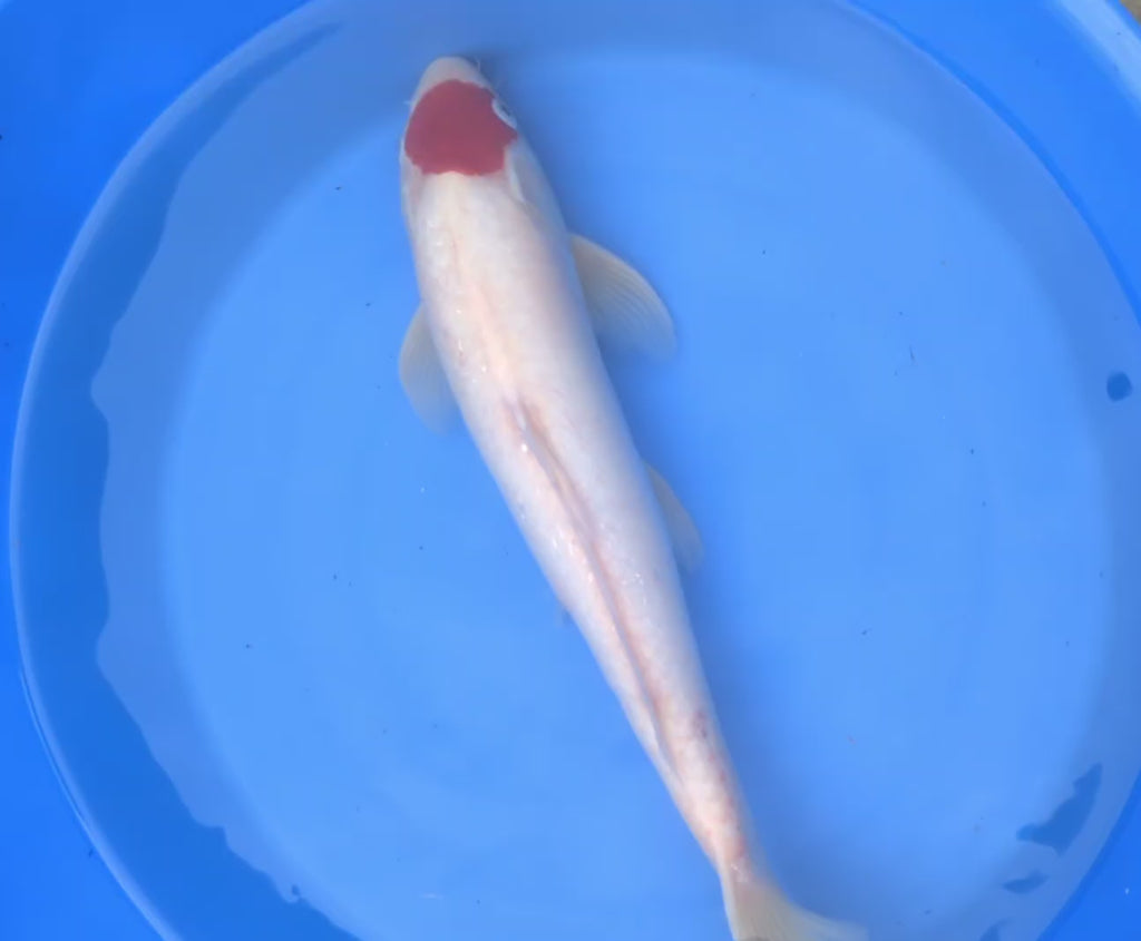 14-16" Imported Tancho Kohaku Koi Fish