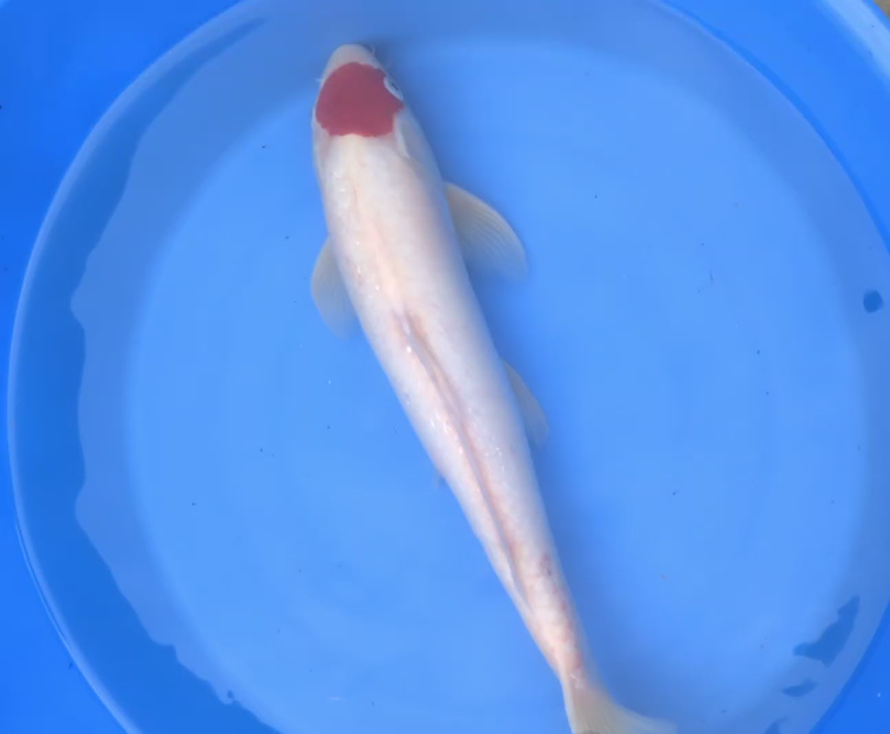 14-16" Imported Tancho Kohaku Koi Fish