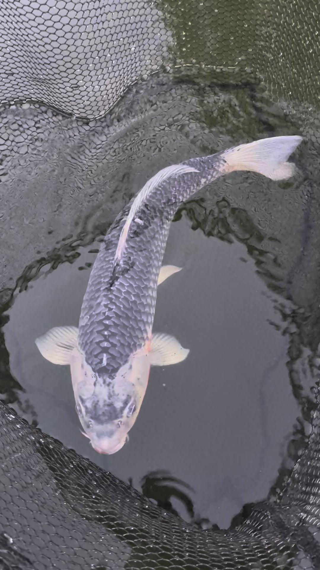 24" Jumbo Asagi Koi Fish