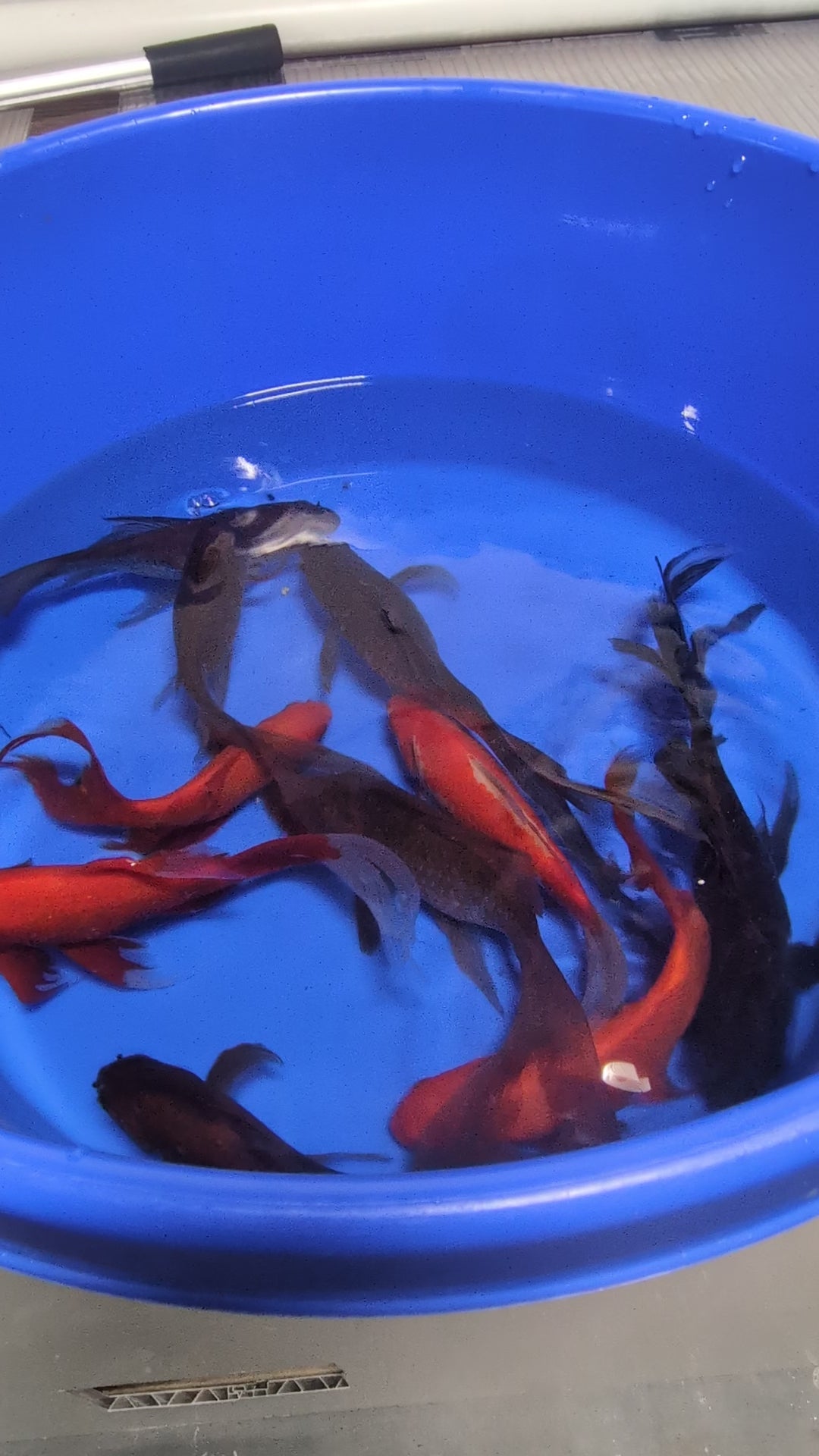 Medium Pond Grade Goldfish