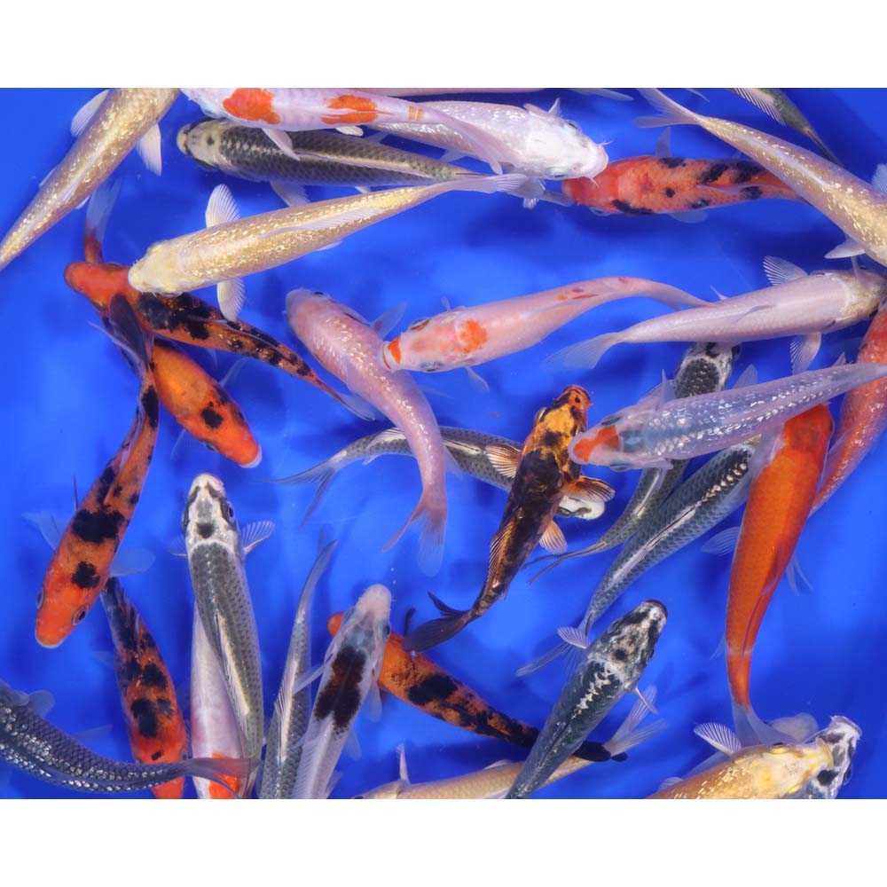 Lot of 30 Imported Standard Grade 4-5" Koi Fish. Available by shipping only!