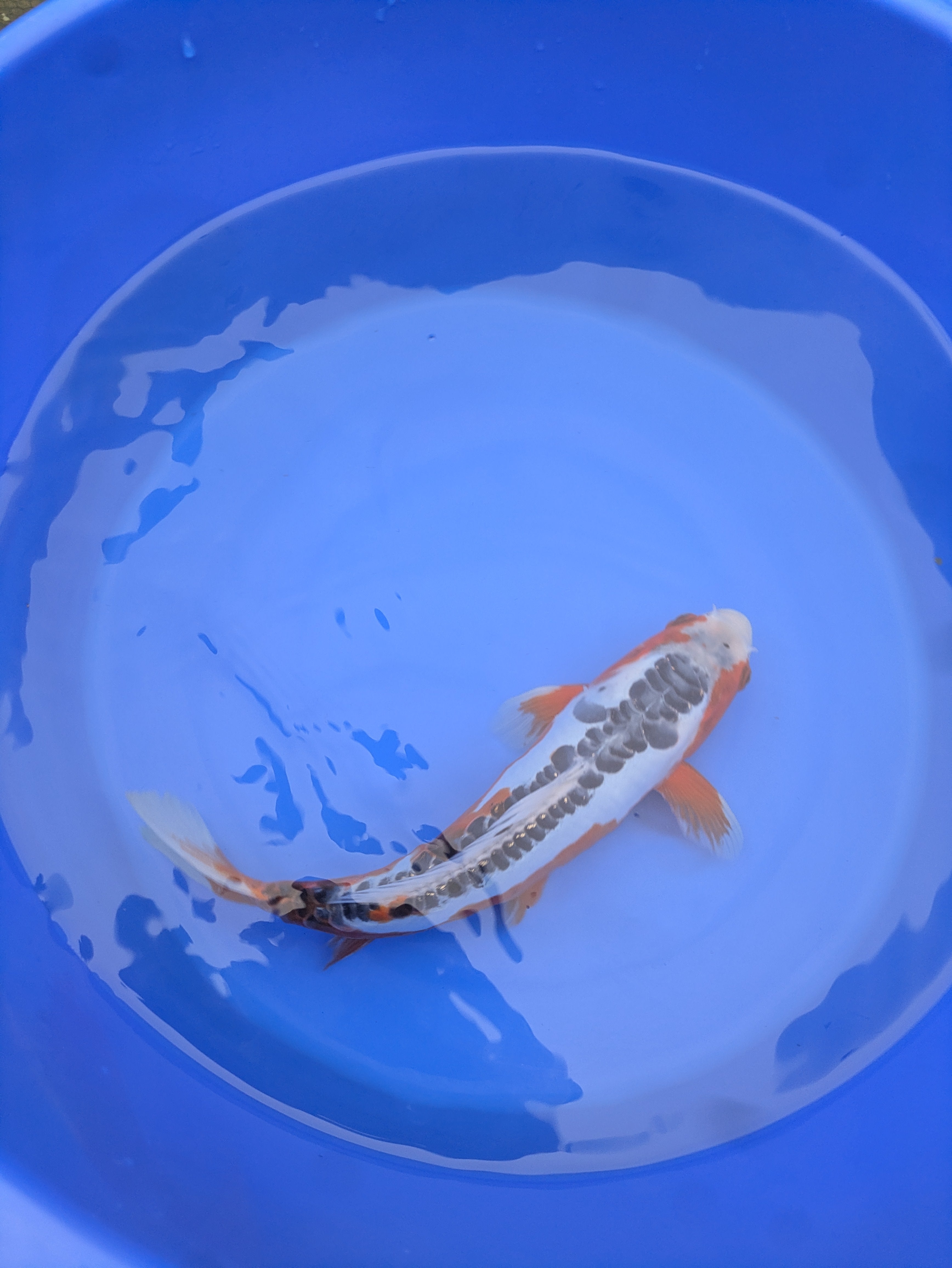 12" Premium Grade Shusui Koi fish