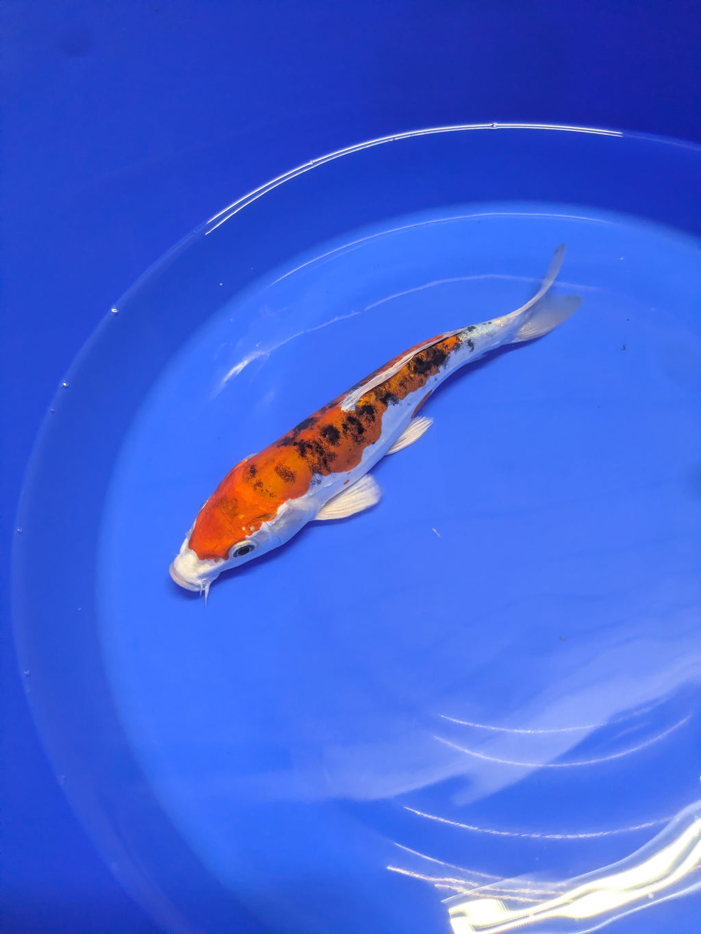 8-10" High quality imported Doitsui Koi Fish