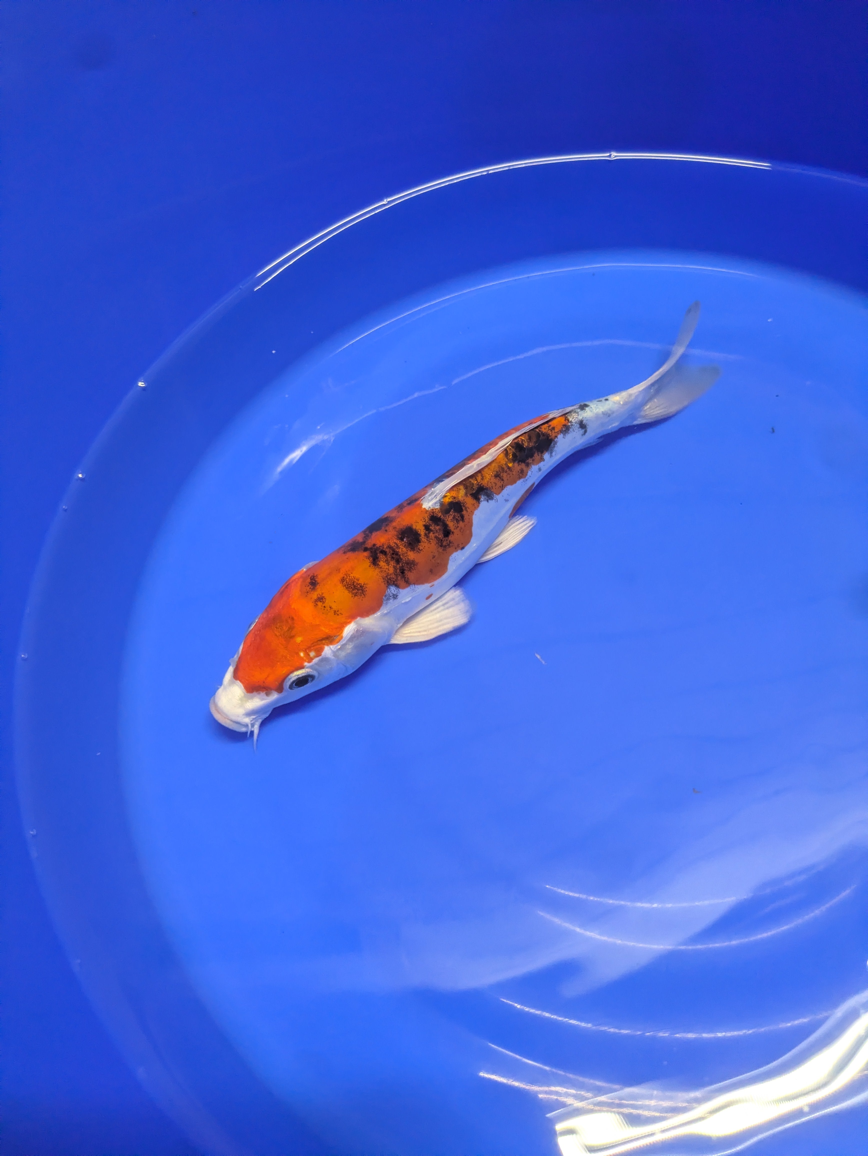 8-10" High quality imported Doitsui Koi Fish