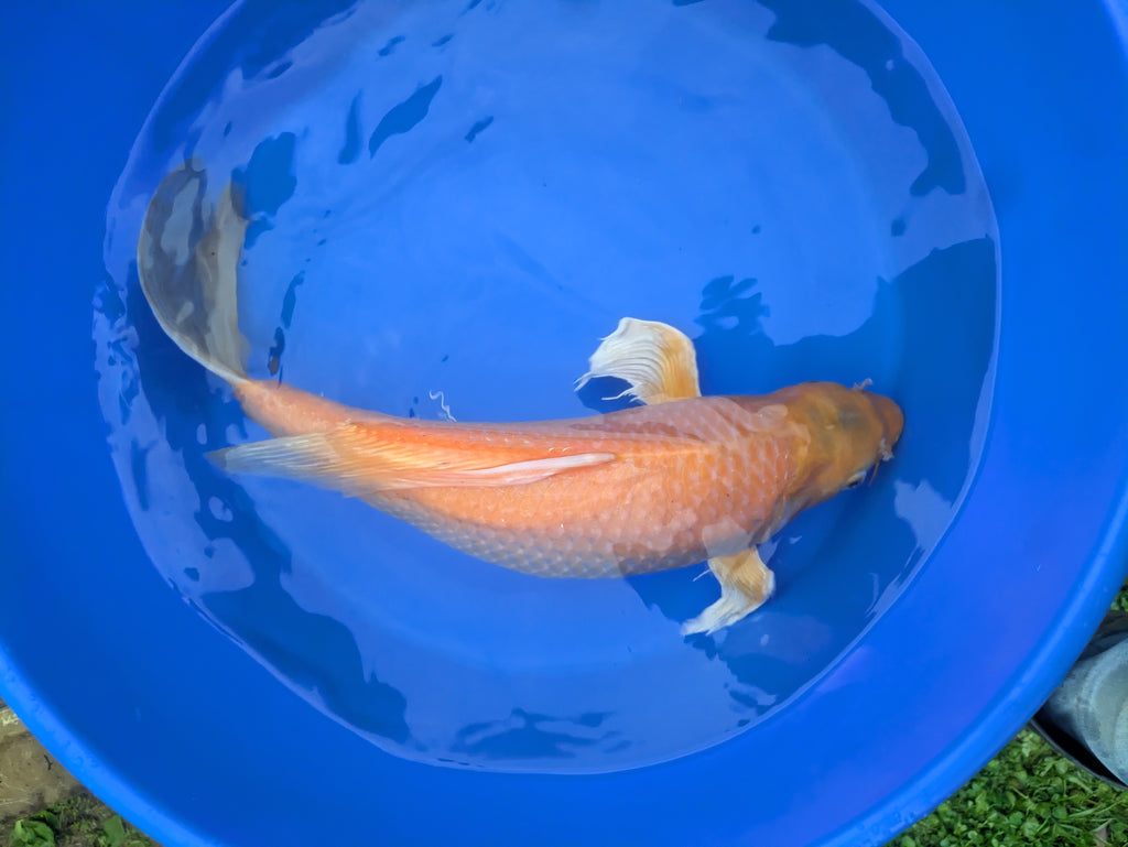 18" Butterfly Koi fish
