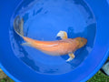 18" Butterfly Koi fish