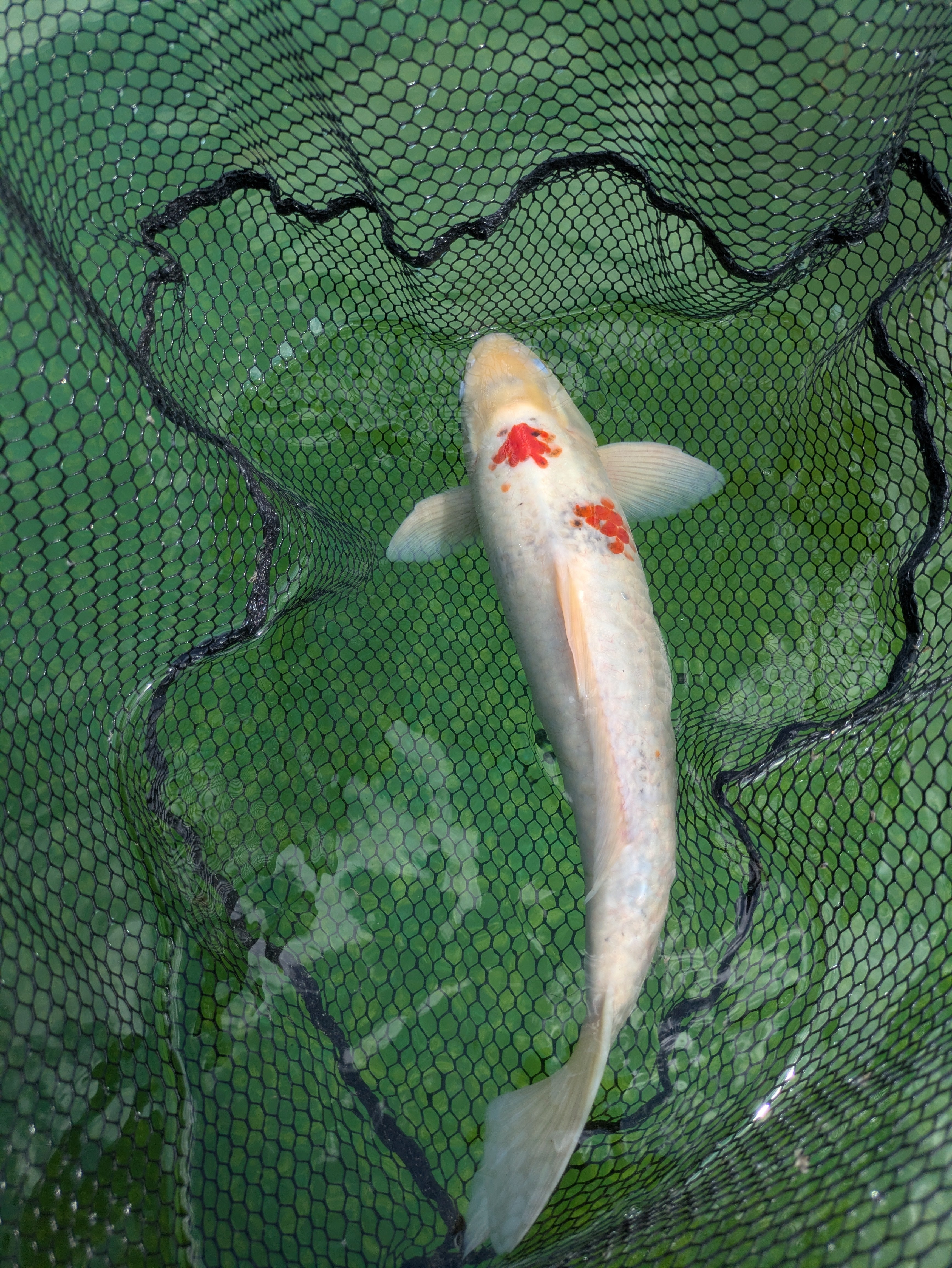 22" Jumbo Sanke Koi Fish