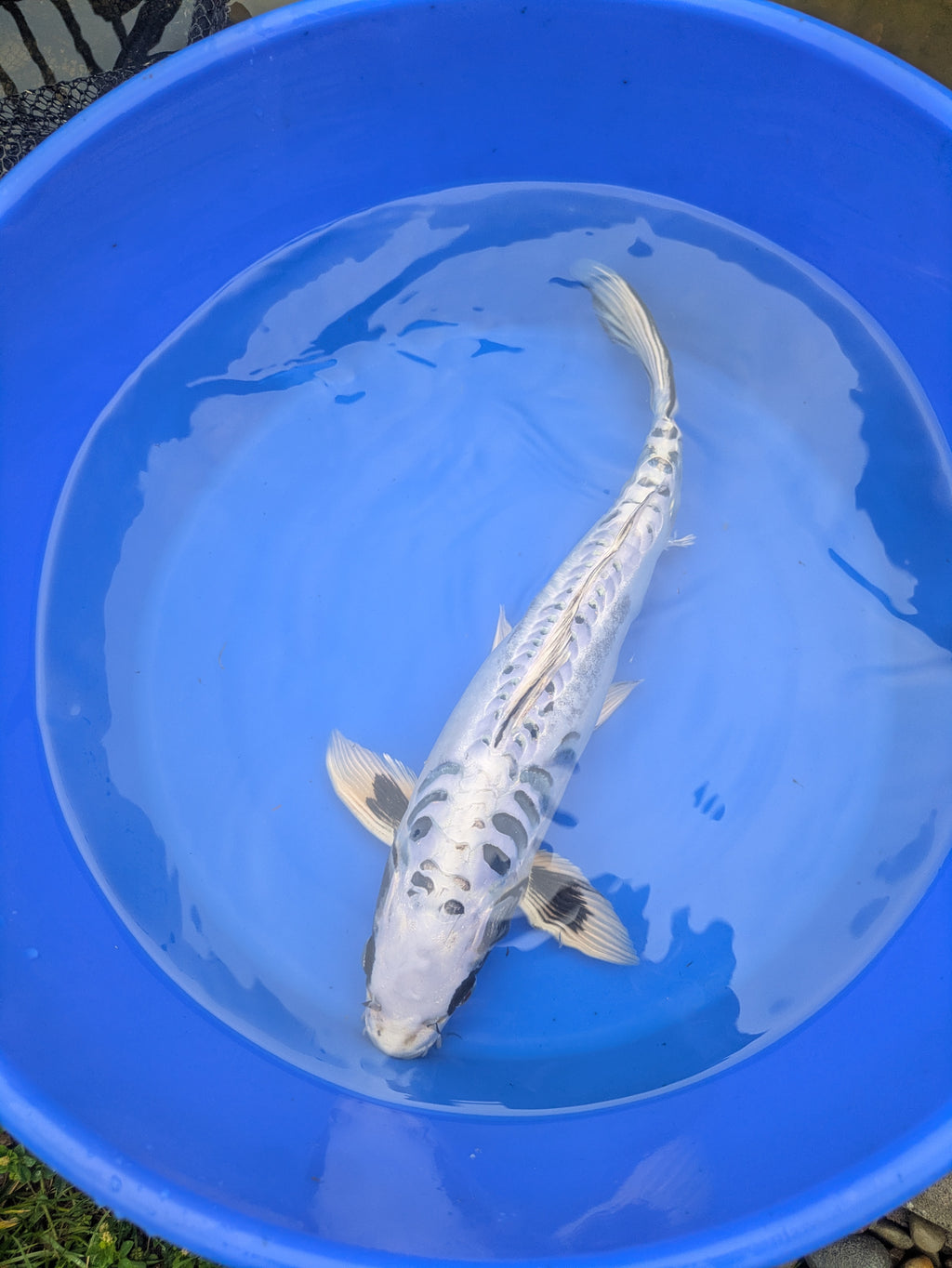 14-16" Imported Koi Fish