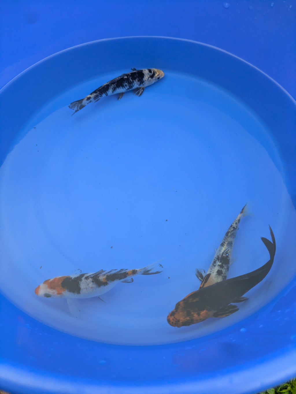 4"-5" Beginner Grade Koi Fish
