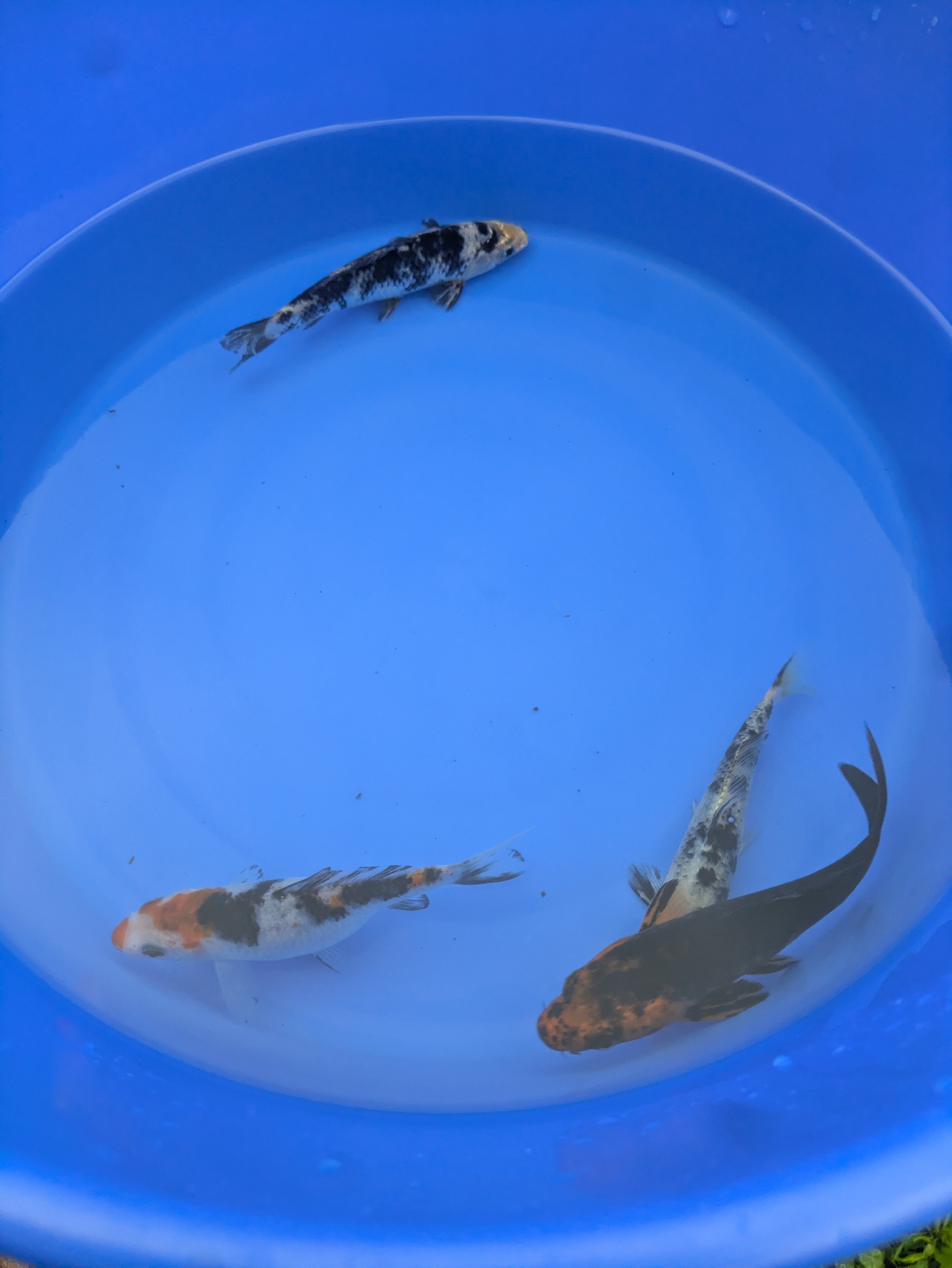 4"-5" Beginner Grade Koi Fish