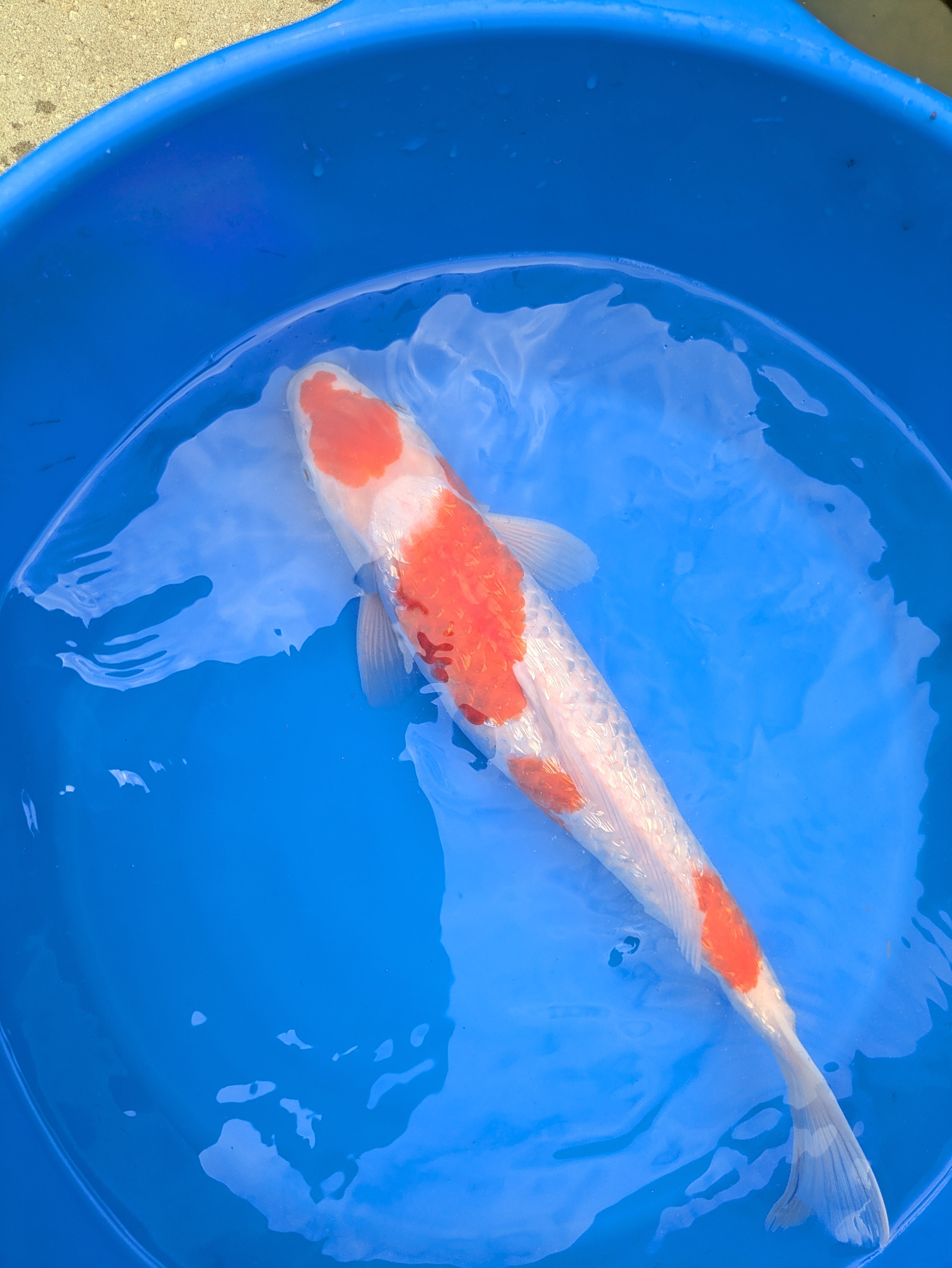 16-18" Imported Ginrin Kohaku Koi Fish