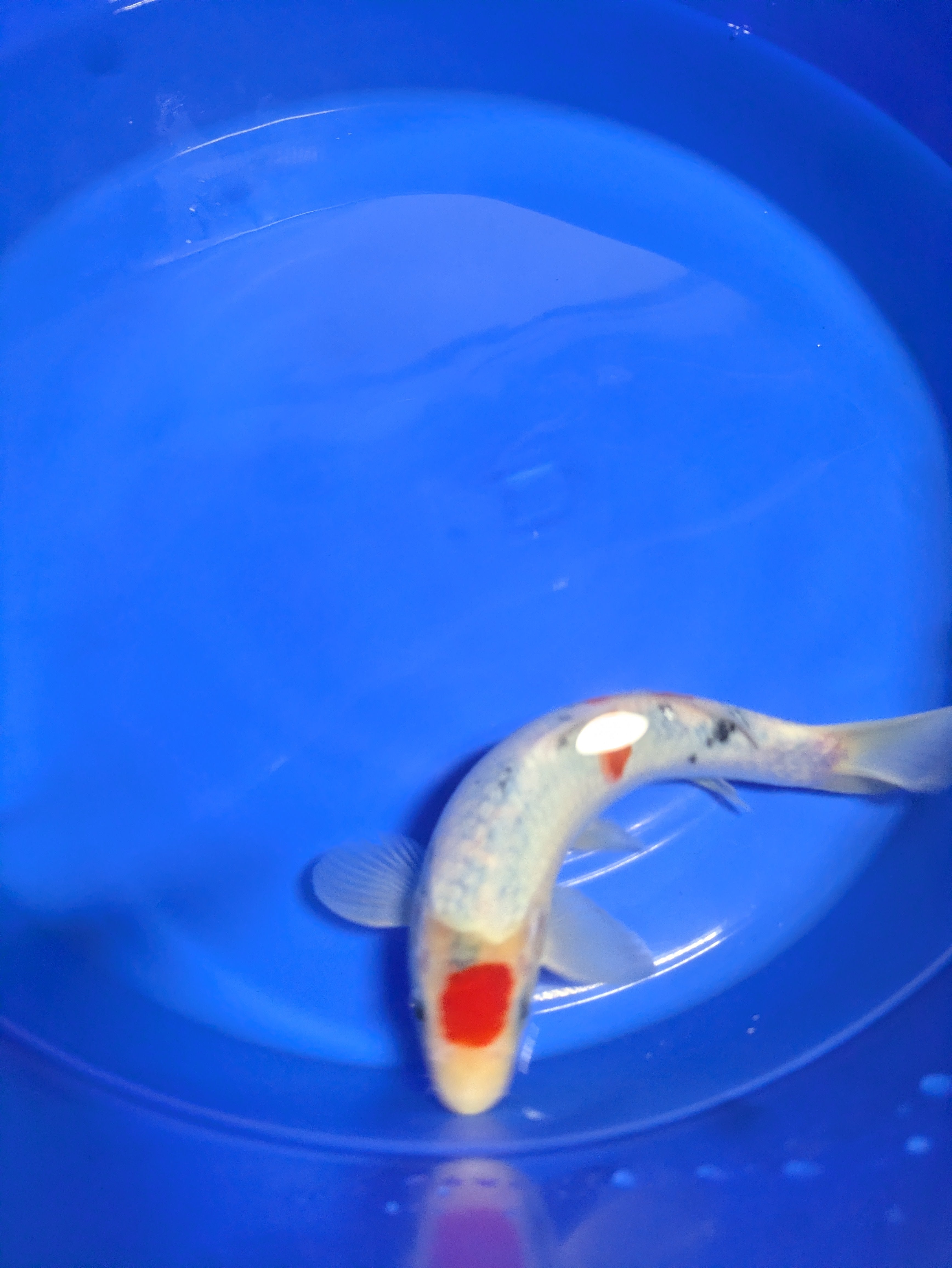 10" Premium Tancho Sanke Koi fish