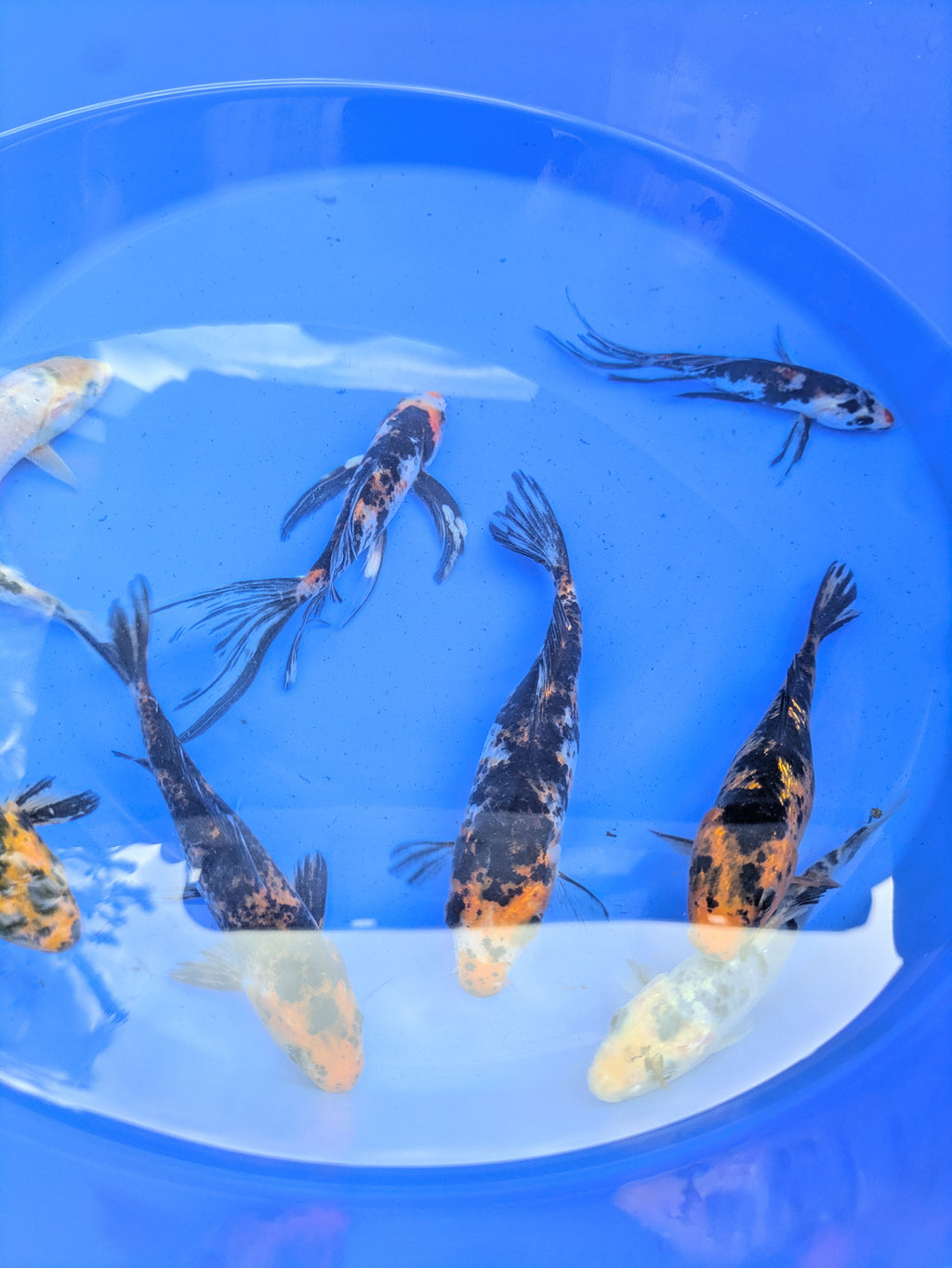 5"-6" Beginner Grade Koi Fish