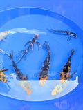 5"-6" Beginner Grade Koi Fish