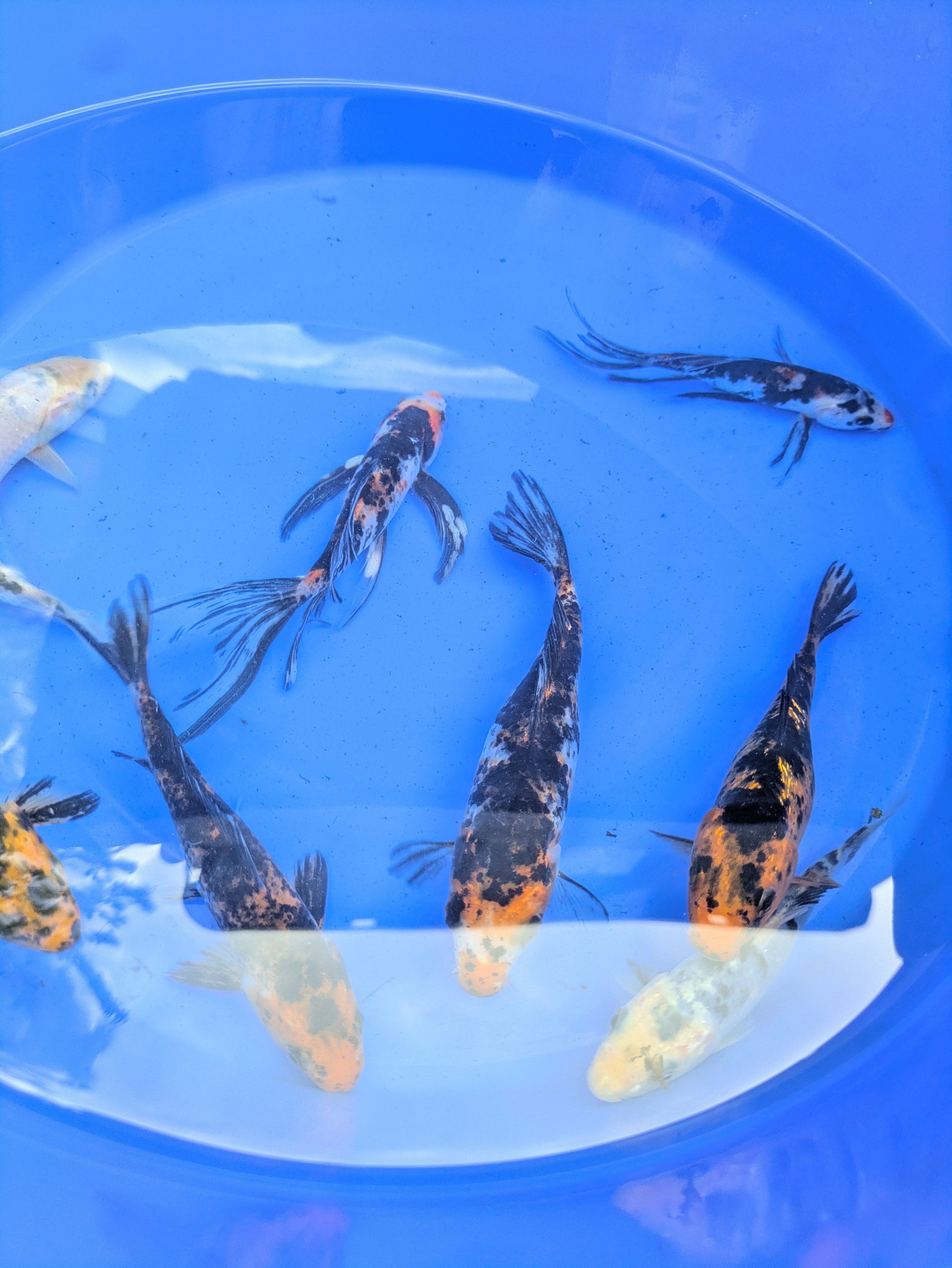5"-6" Beginner Grade Koi Fish